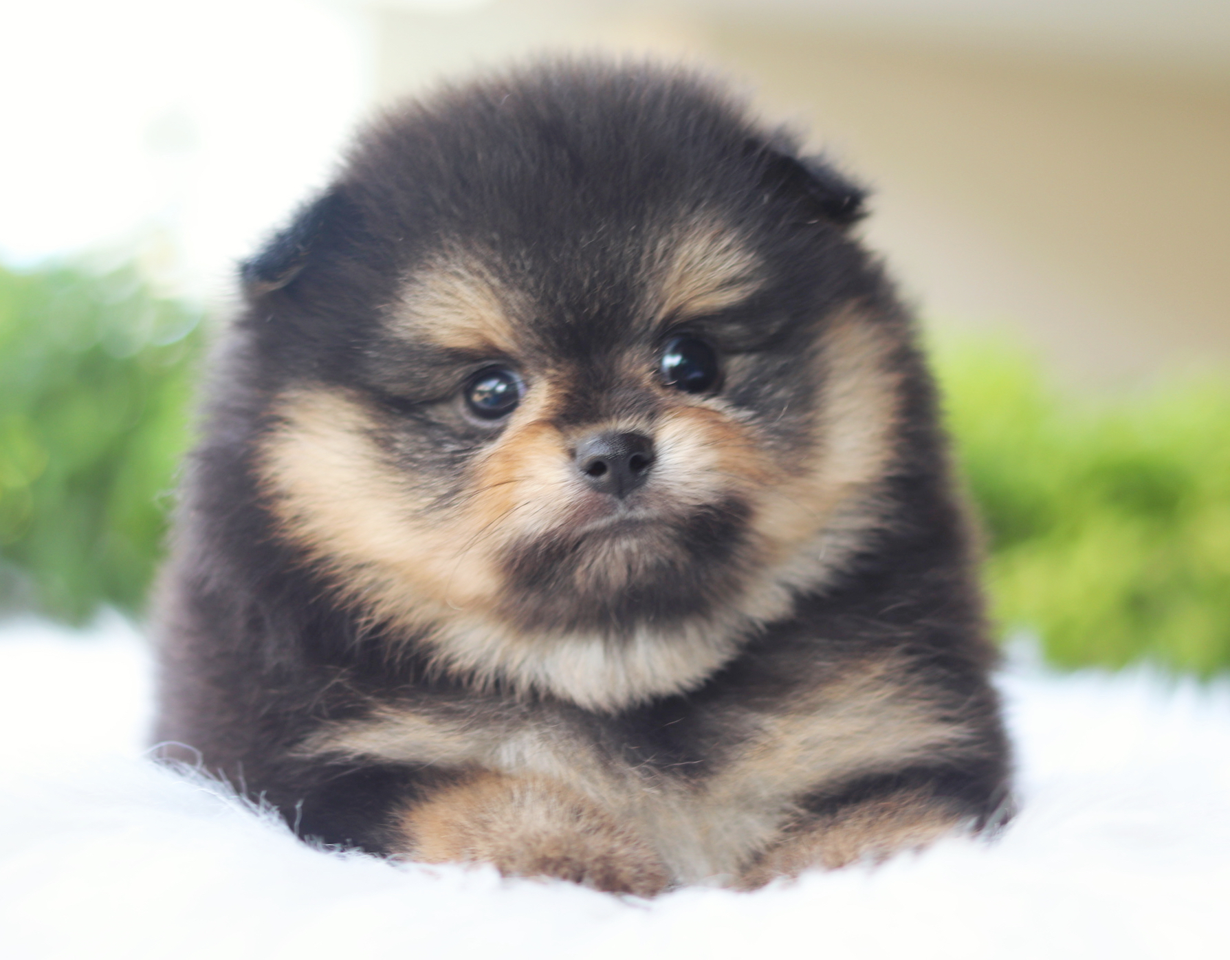 ปอมเมอเรเนียน เพศผู้สีแบล็คแทน