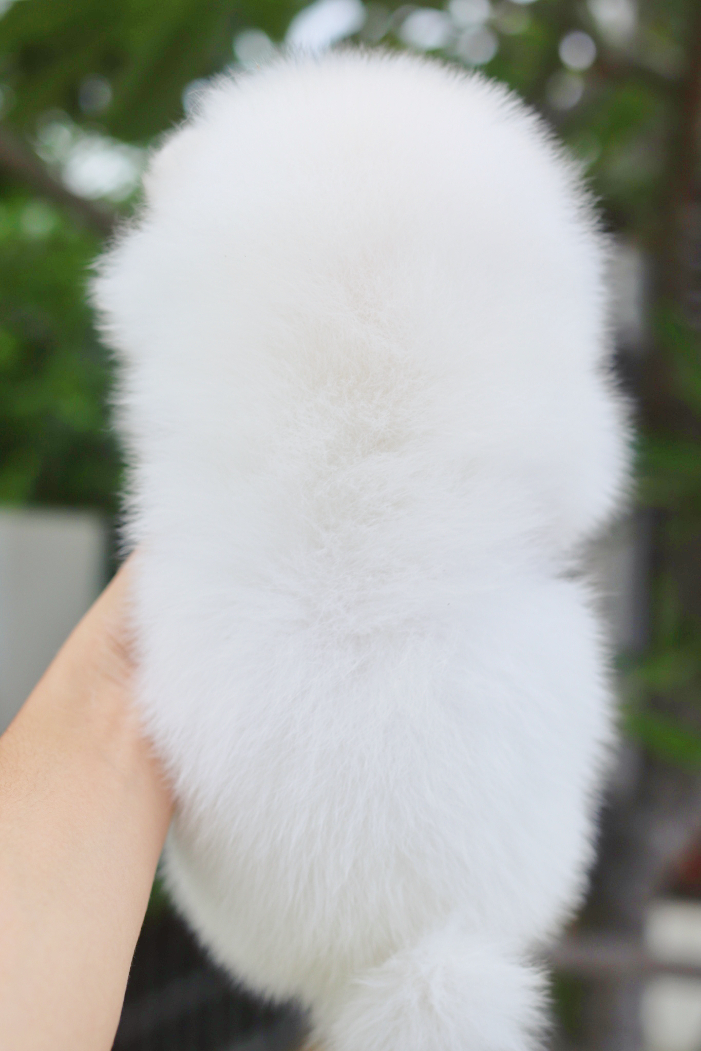 ปอมเมอเรเนียน เพศผู้ สีขาวครีม