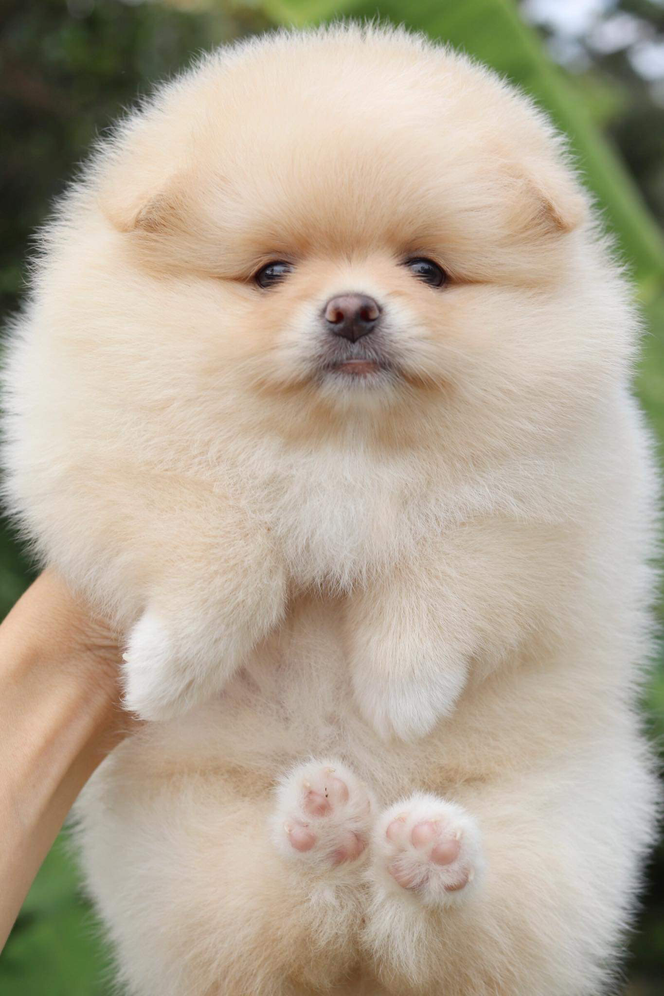 ปอมเมอเรเนียน เพศเมีย