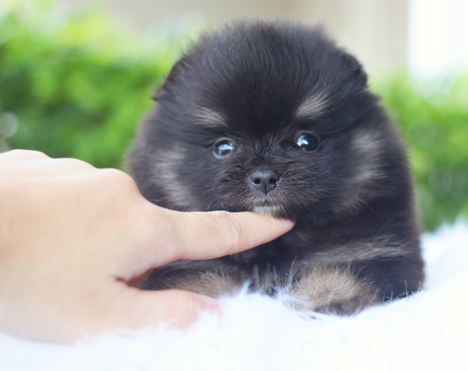 ปอมเมอเรเนียน เพศผู้สีแบล็คแทน