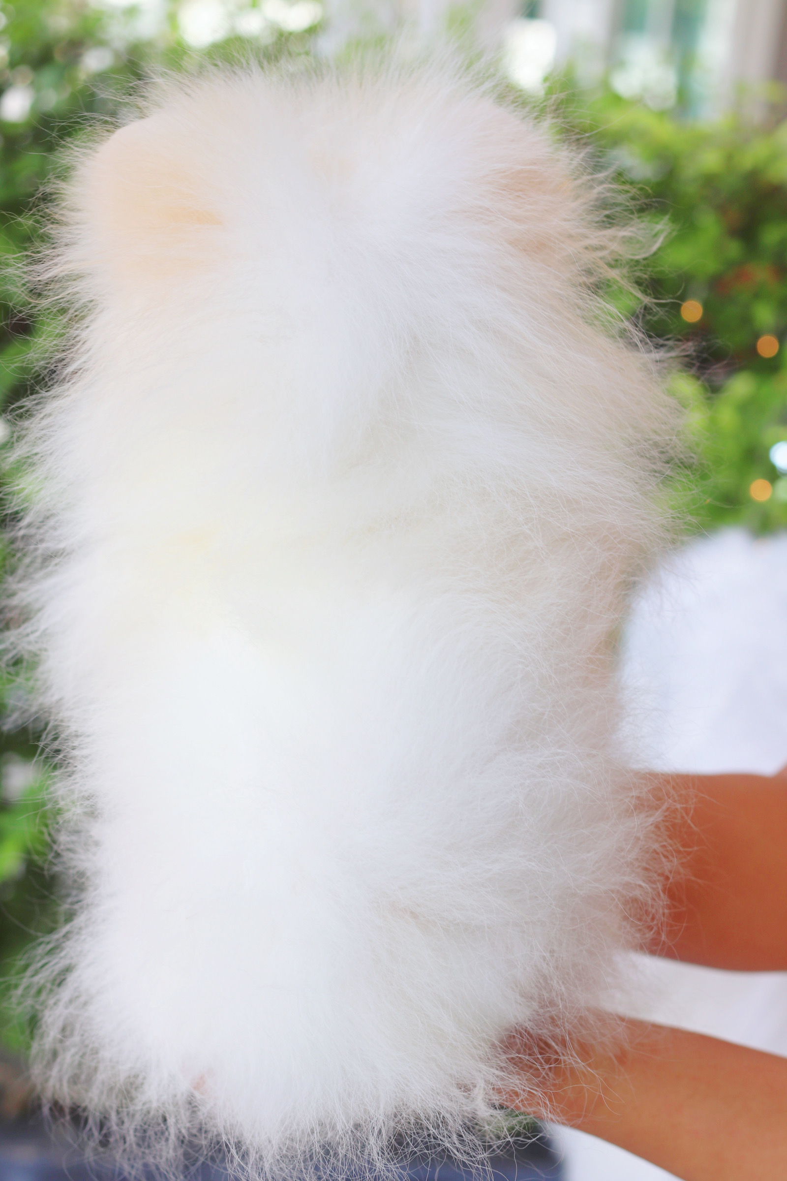 ปอมเมอเรเนียน เพศผู้สีขาวครีม