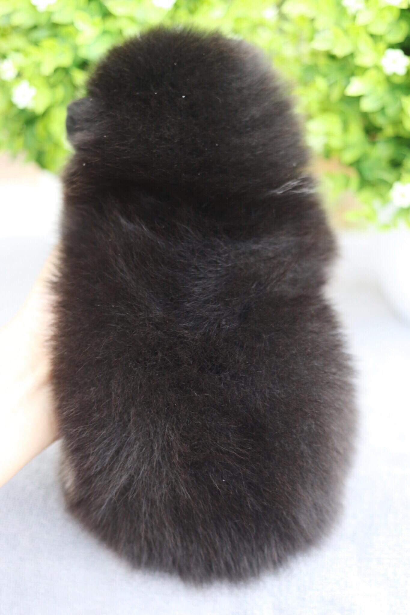 ปอมเมอเรเนียน เพศเมีย