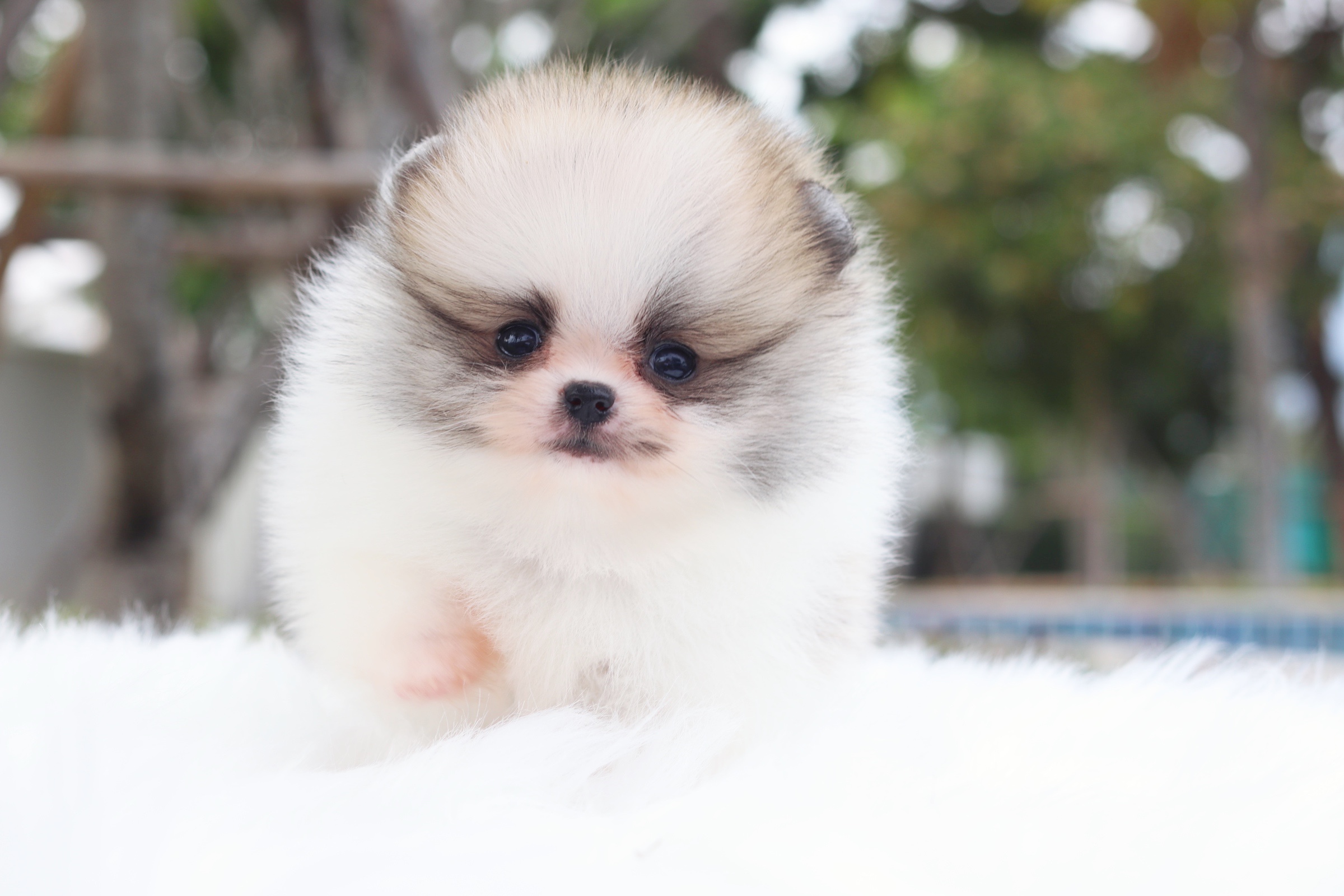 ปอมเมอเรเนียน เพศเมีย สีแฟนซี