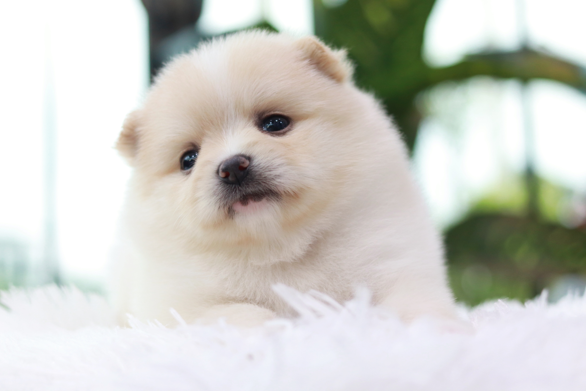 ปอมเมอเรเนียน เพศผู้