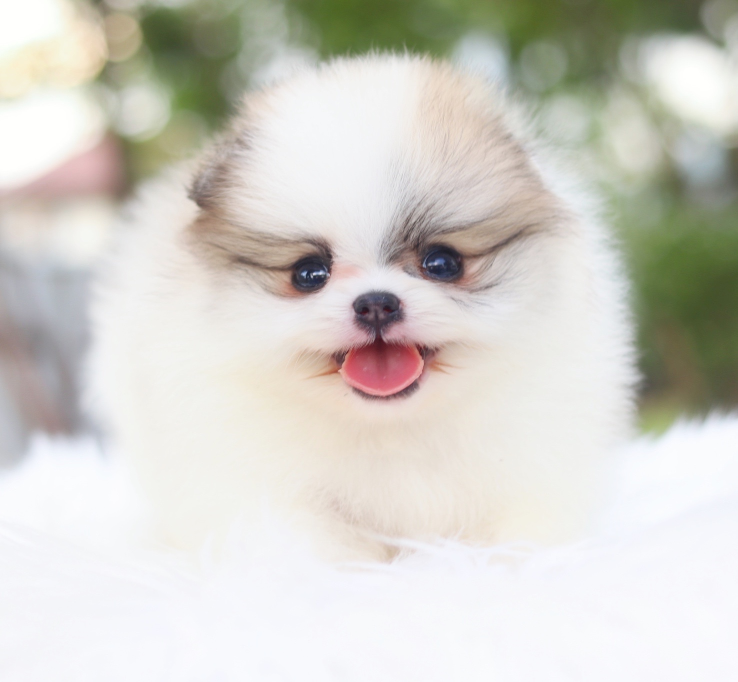 ปอมเมอเรเนียน เพศเมียสีแฟนซี