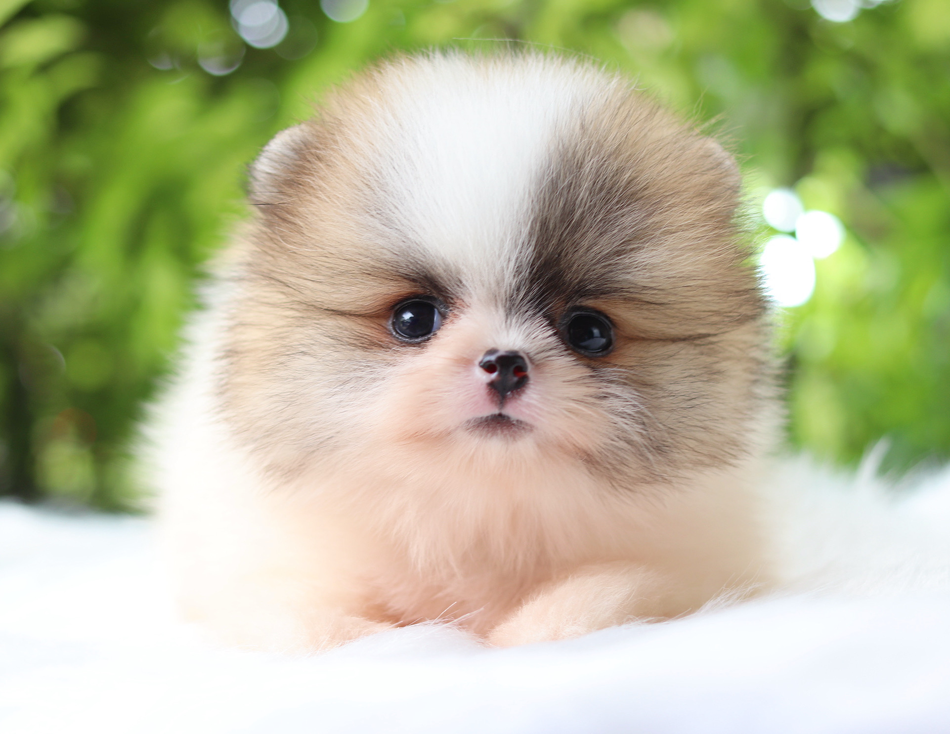 ปอมเมอเรเนียน เพศเมียสีแฟนซี