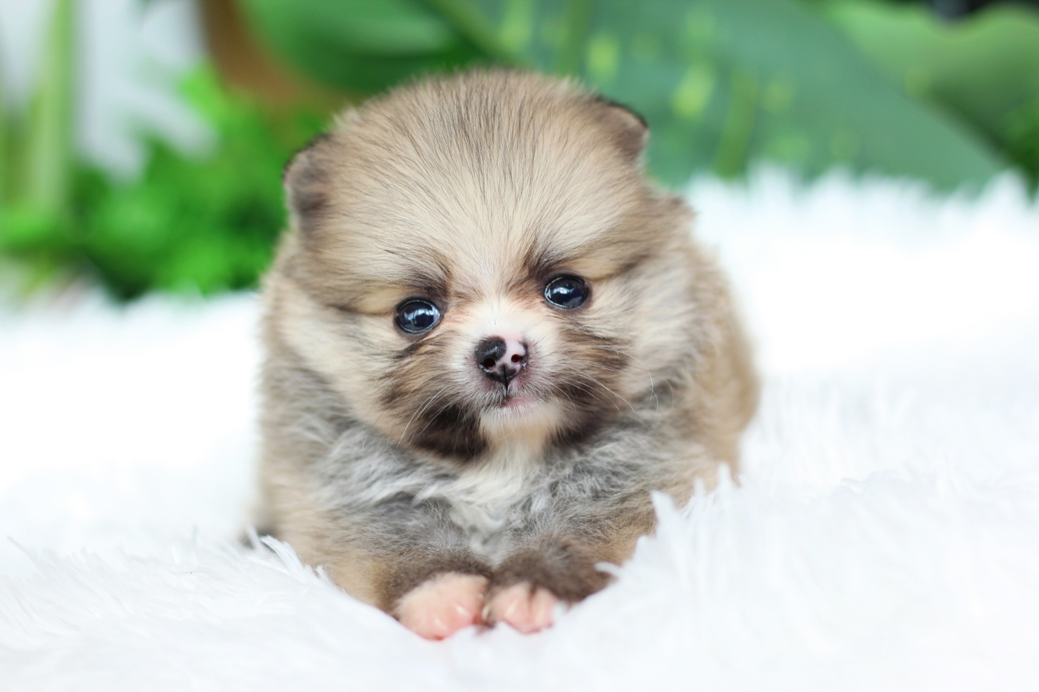 ปอมเมอเรเนียน เพศเมียสีส้ม มีถุงเท้าสีขาวไซส์เล็ก