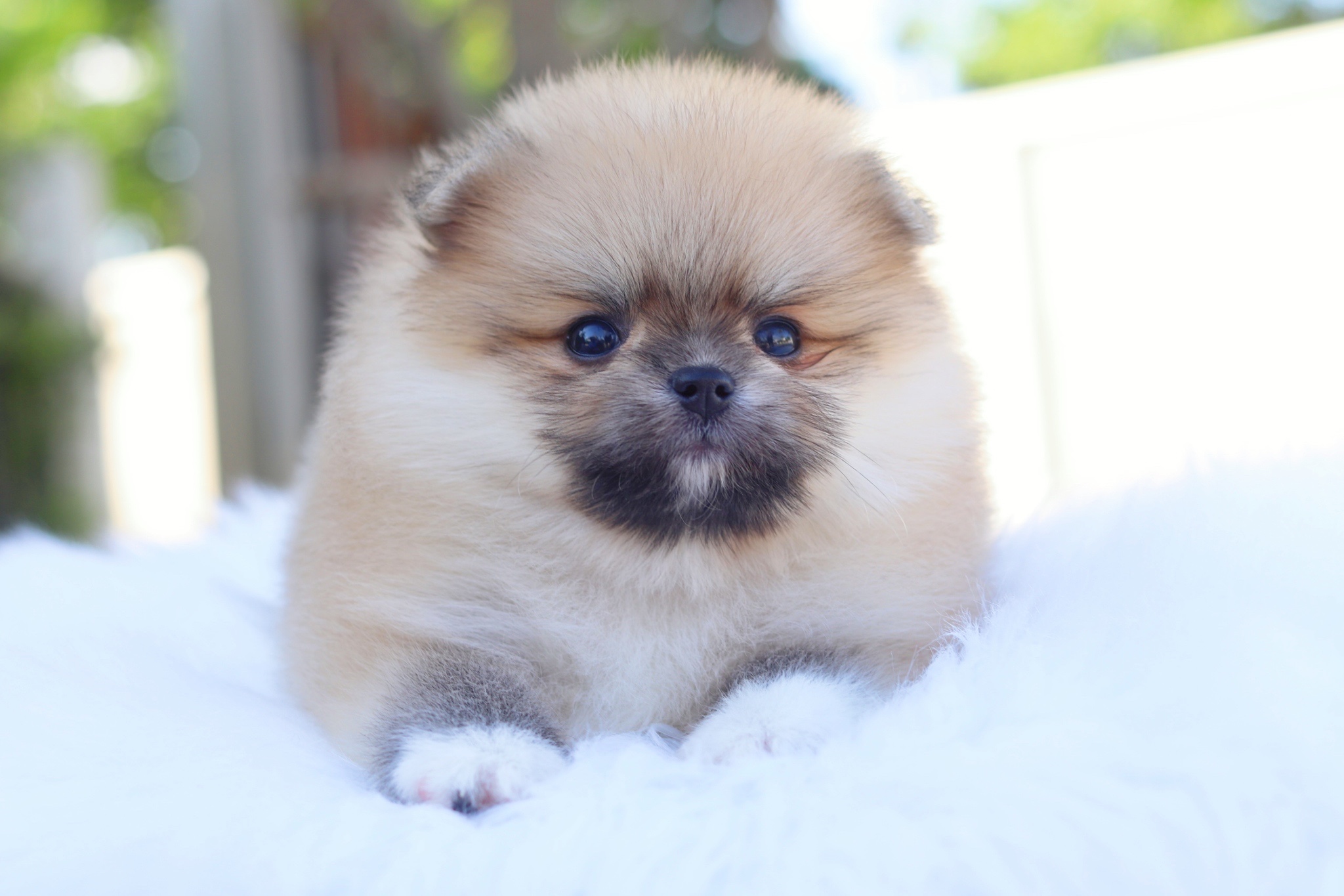 ปอมเมอเรเนียน เพศเมียสีส้ม