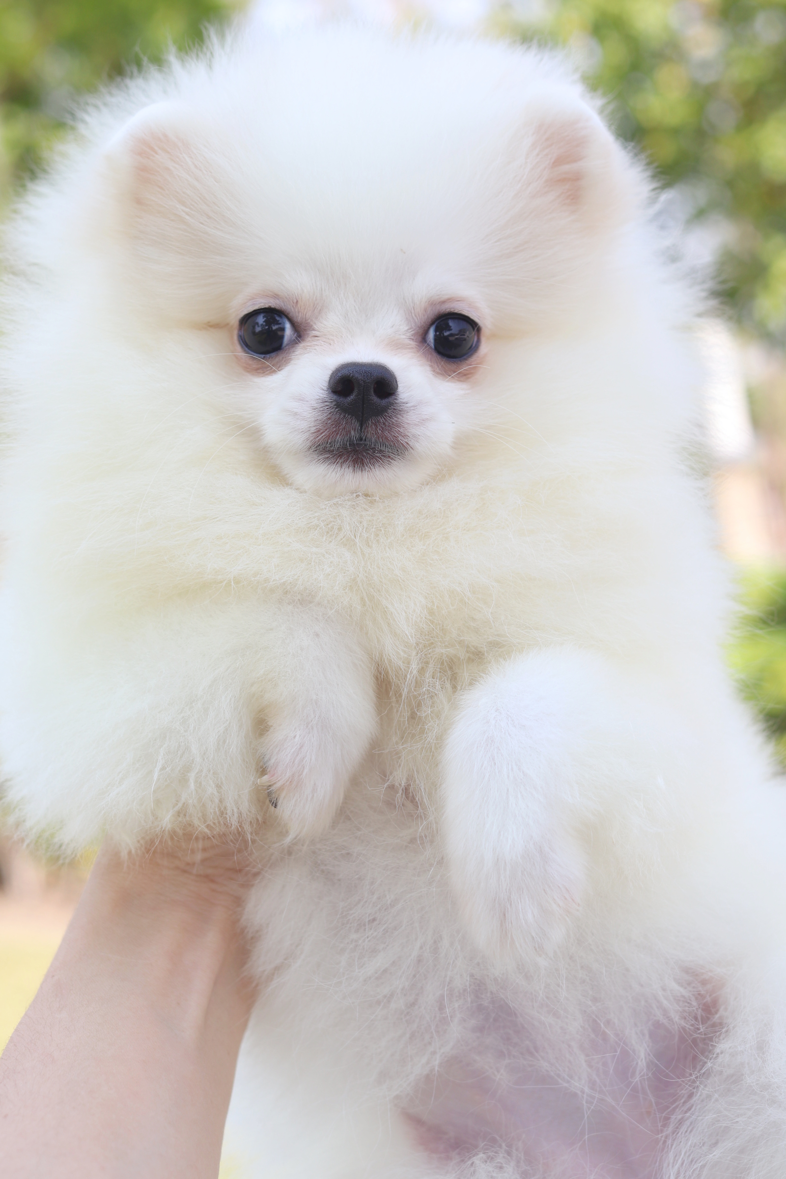 ปอมเมอเรเนียน เพศเมียสีขาวครีม