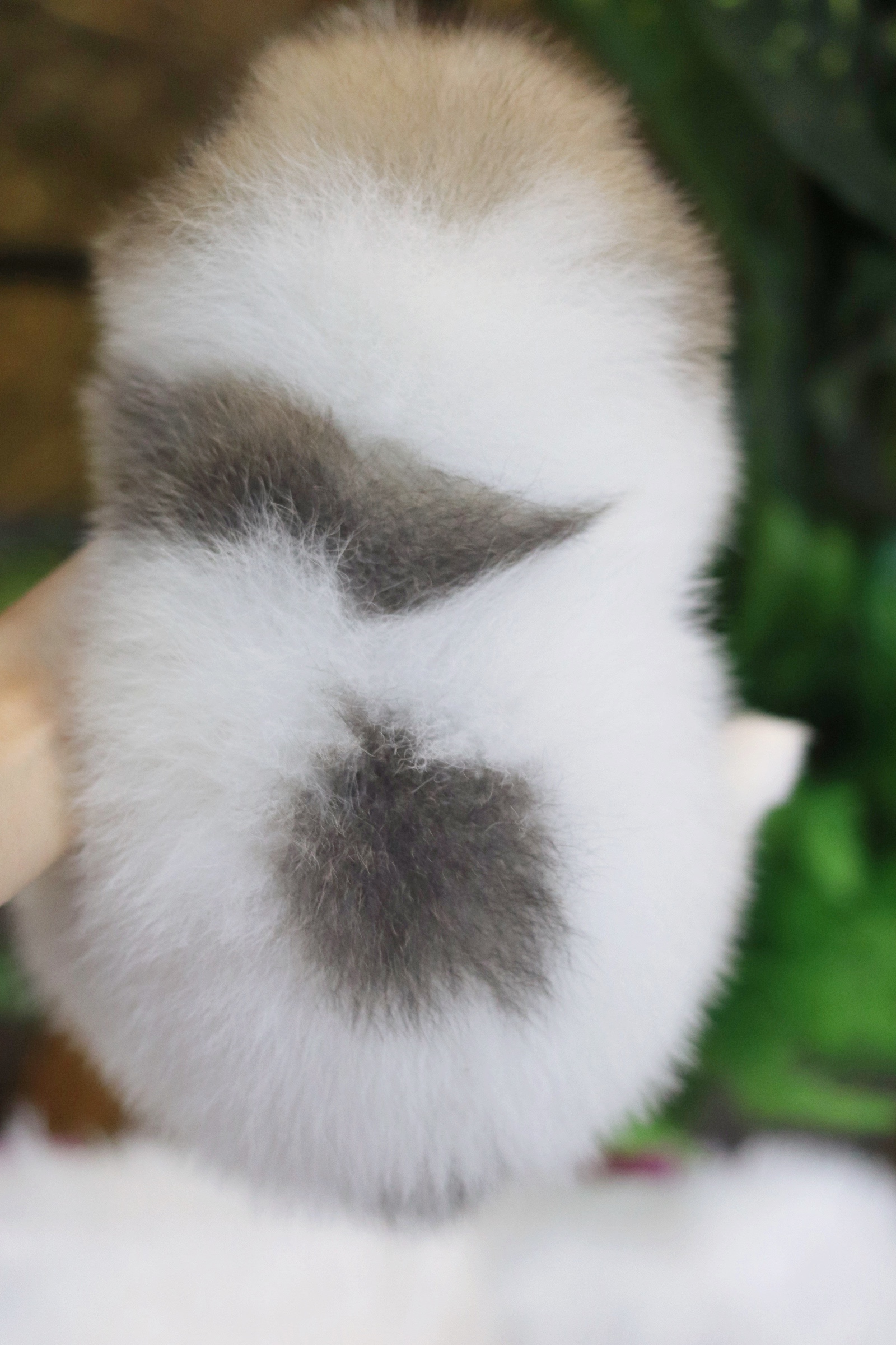 ปอมเมอเรเนียน เพศเมียสีแฟนซี