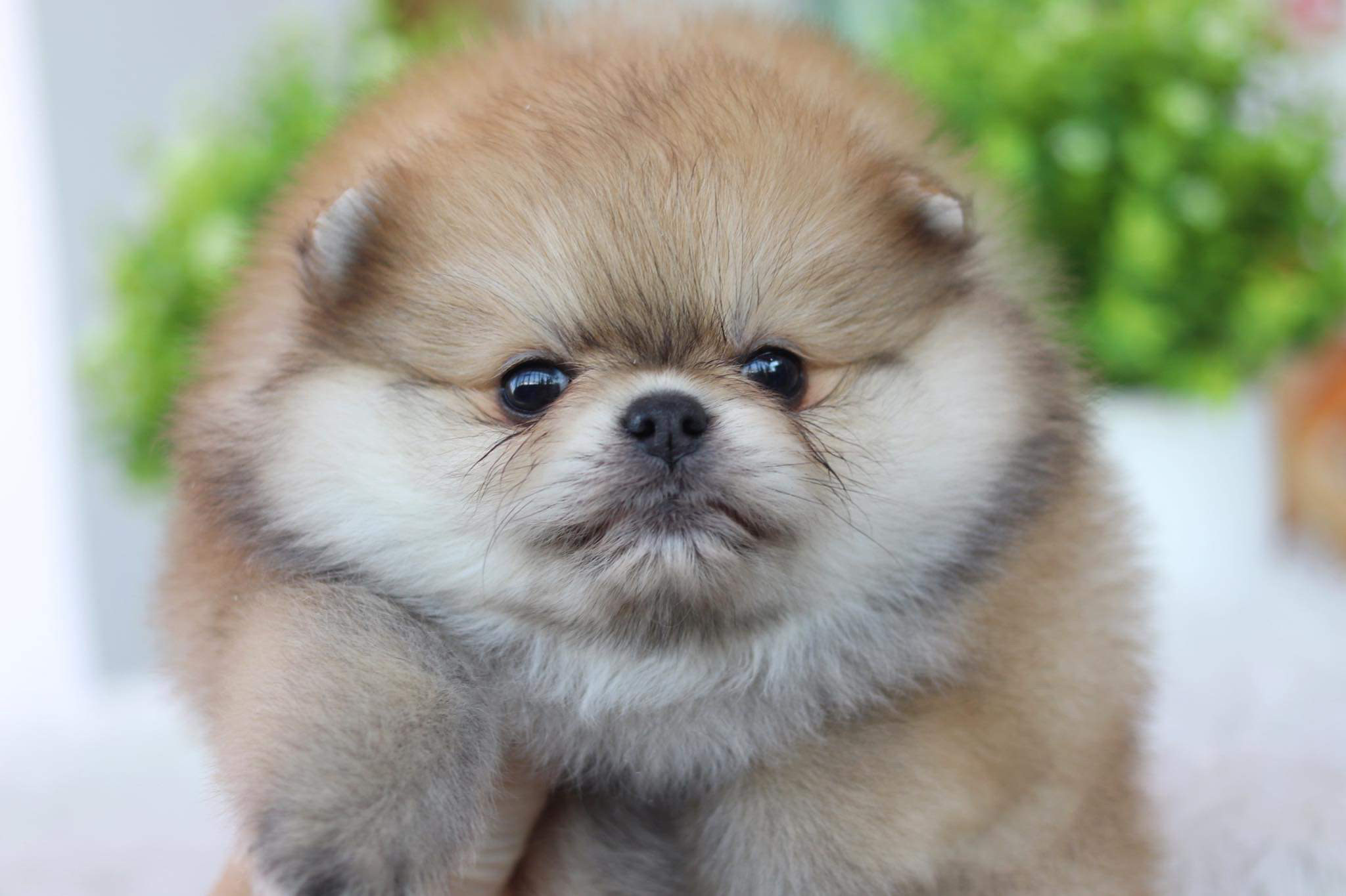 ปอมเมอเรเนียน เพศผู้