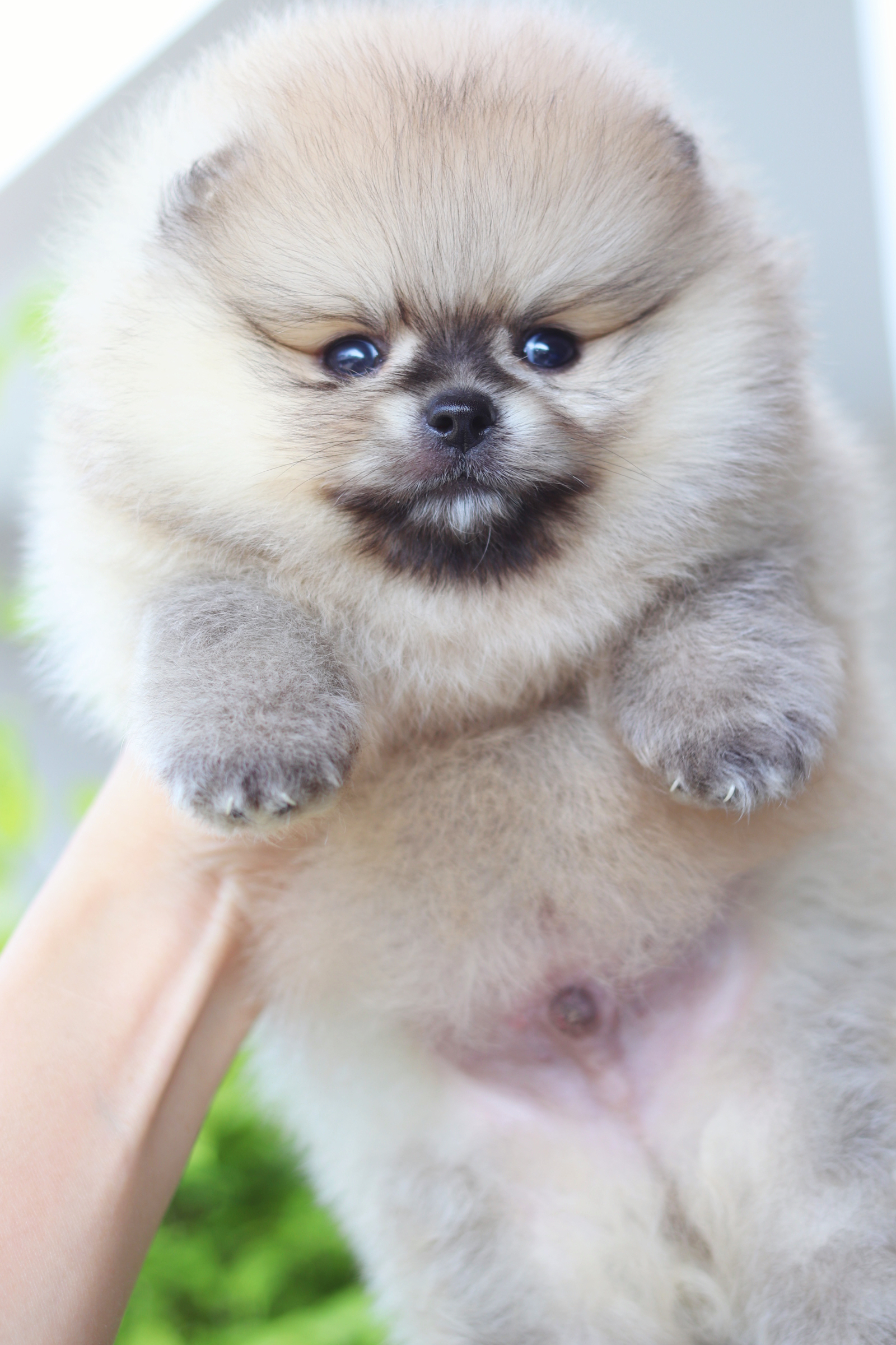 ปอมเมอเรเนียน เพศผู้สีส้ม