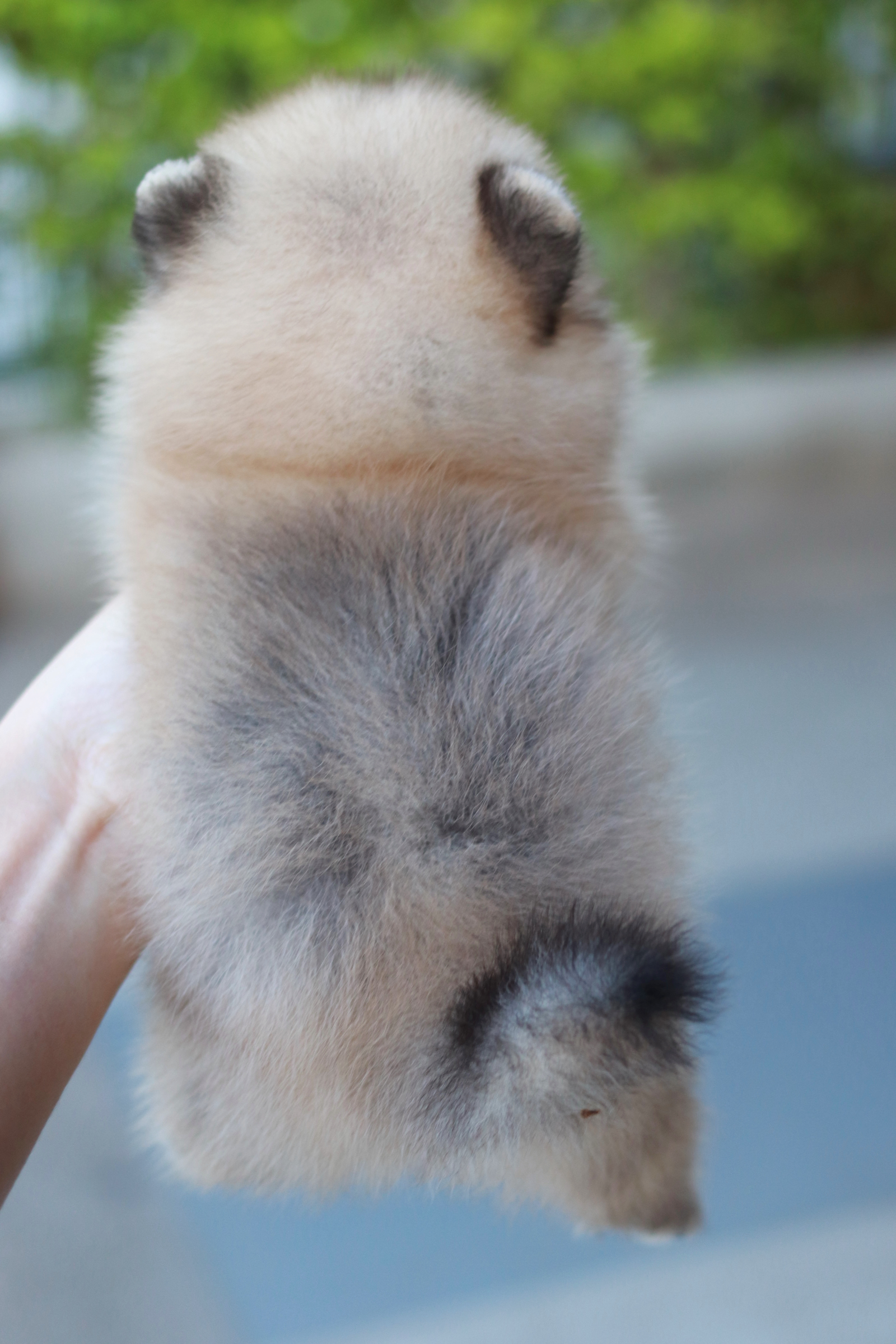 ปอมเมอเรเนียน เพศเมียสีส้ม