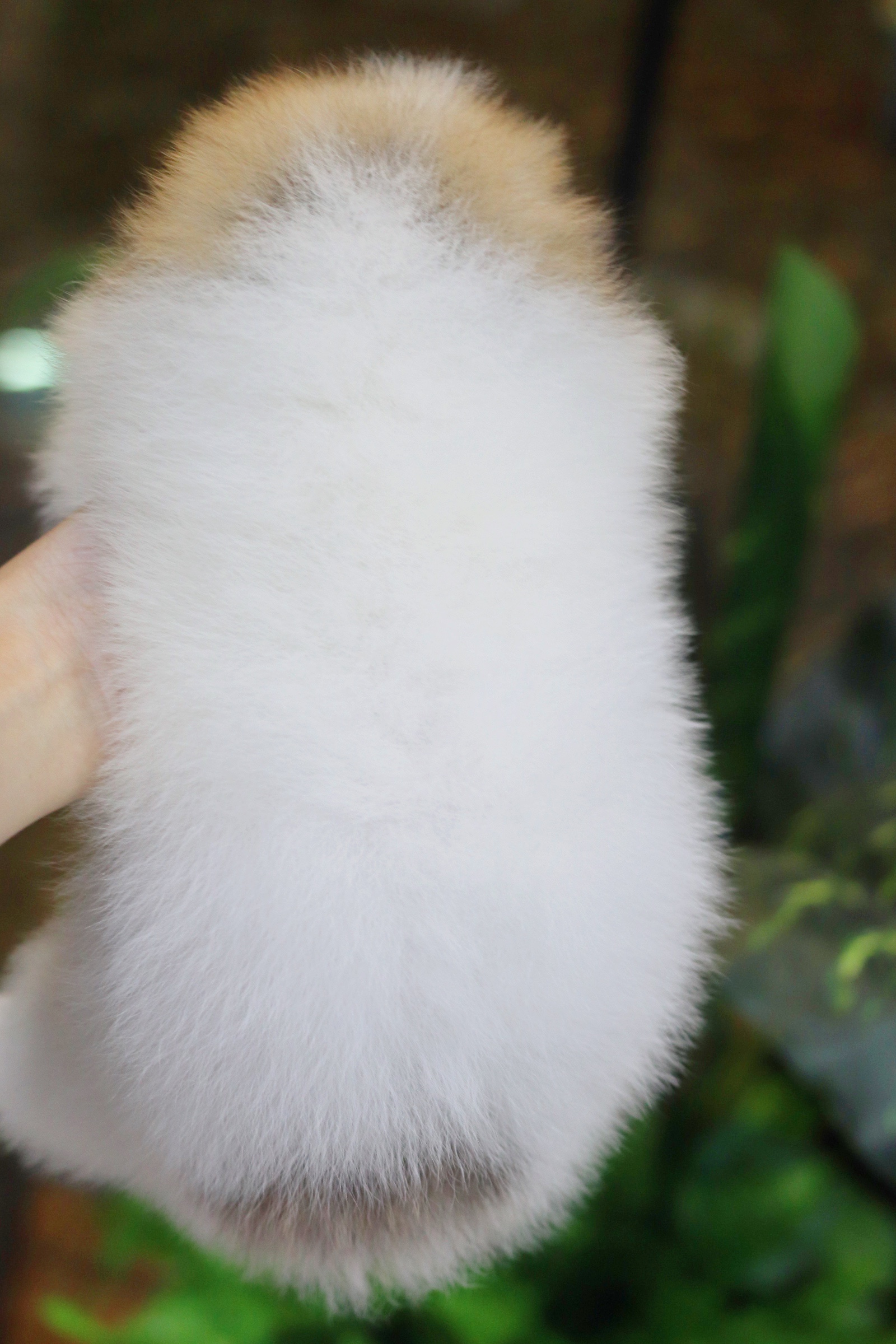 ปอมเมอเรเนียน เพศผู้สีแฟนซี