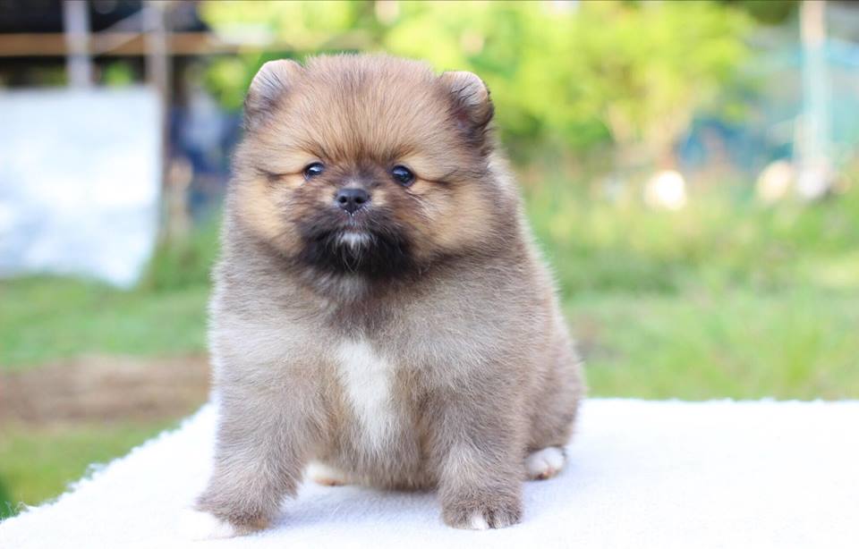 ปอมเมอเรเนียน เพศเมีย