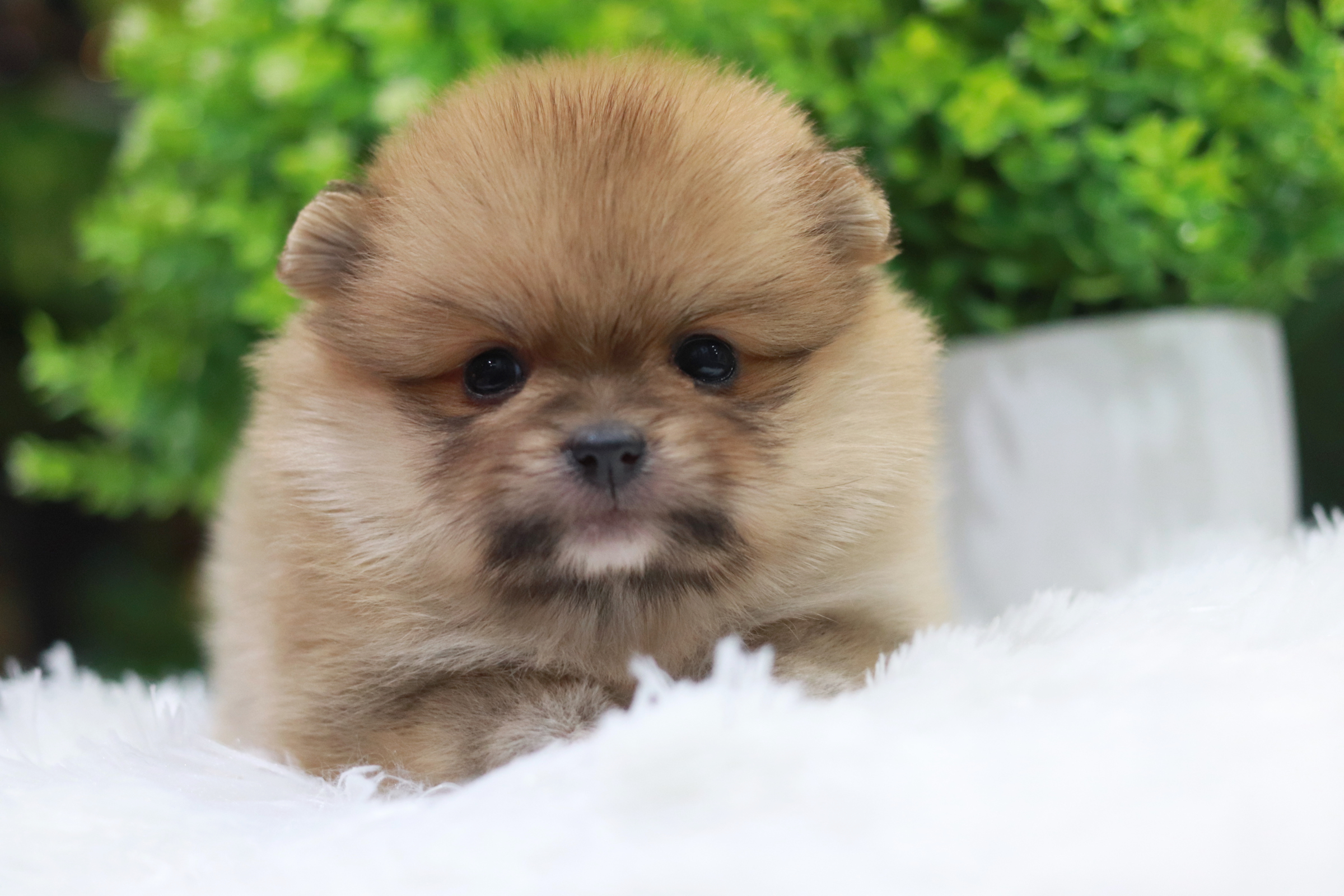 ปอมเมอเรเนียน เพศเมีย สีส้ม