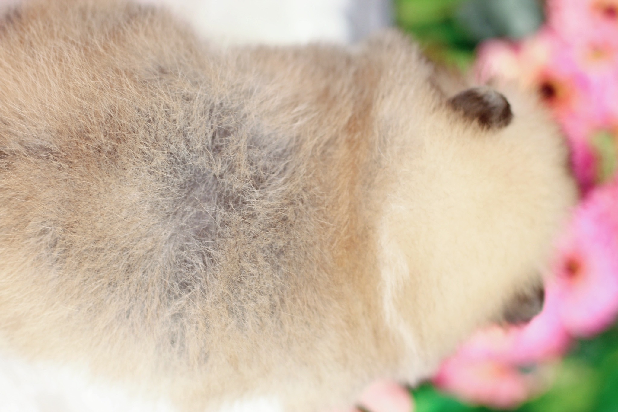 ปอมเมอเรเนียน เพศผู้สีส้ม