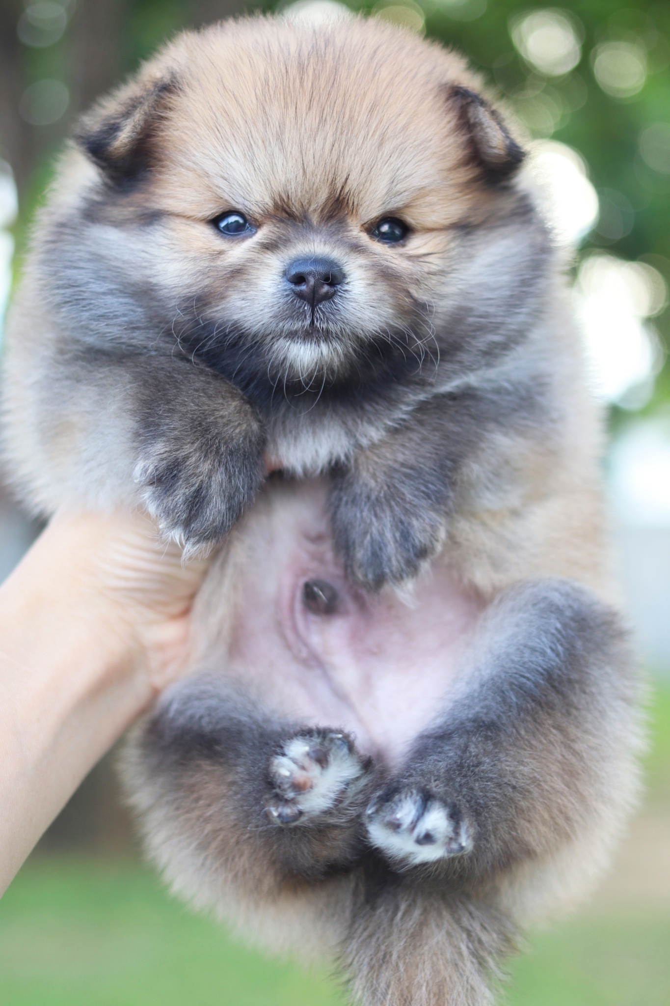 ปอมเมอเรเนียน เพศผู้สีส้ม