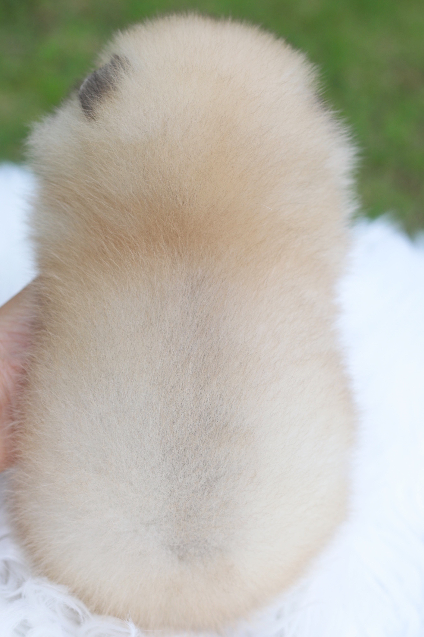 ปอมเมอเรเนียน เพศผู้สีส้ม