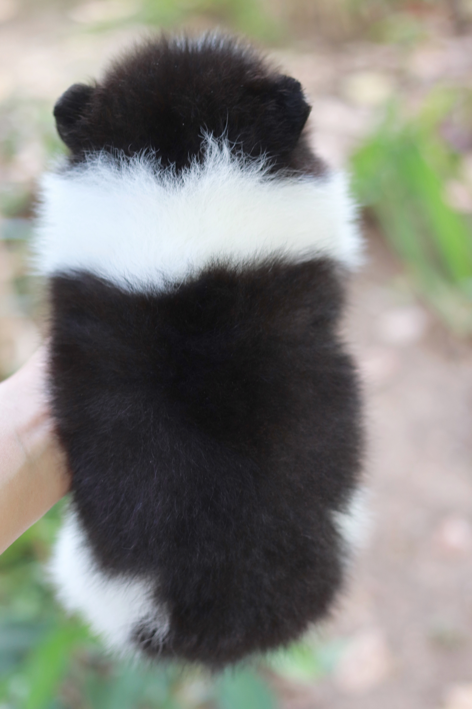 ปอมเมอเรเนียน เพศผู้ สีไตรคัลเลอร์ หน้าฟ็อก ขนแน่น