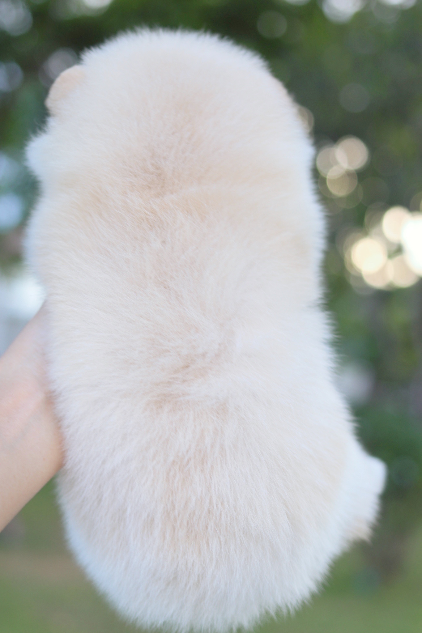 ปอมเมอเรเนียน เพศเมียสีครีม