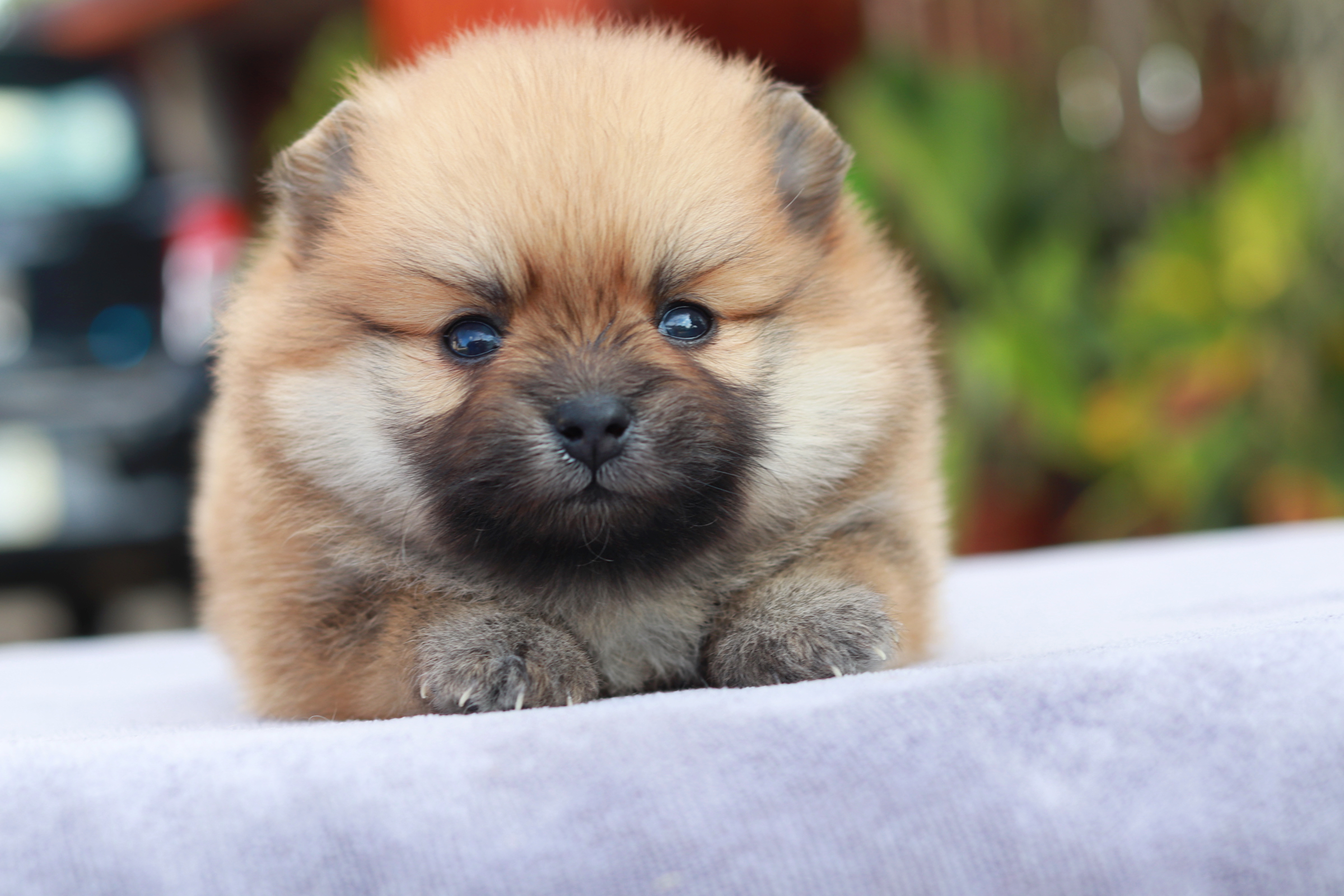 ปอมเมอเรเนียน เพศผู้ สีส้ม