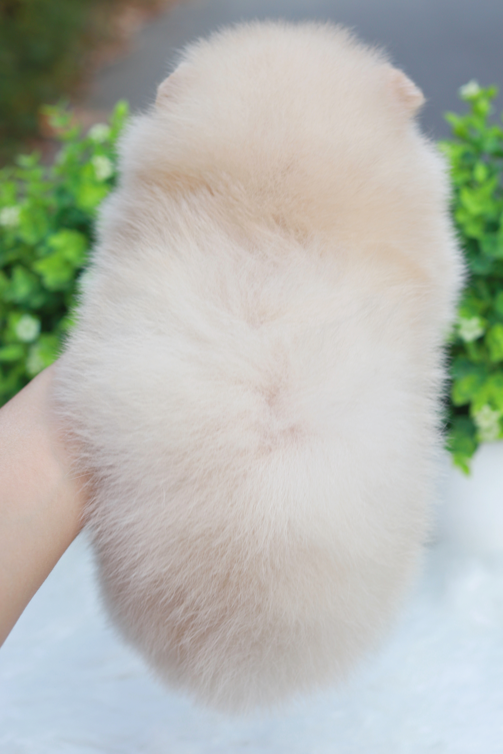 ปอมเมอเรเนียน เพศผู้