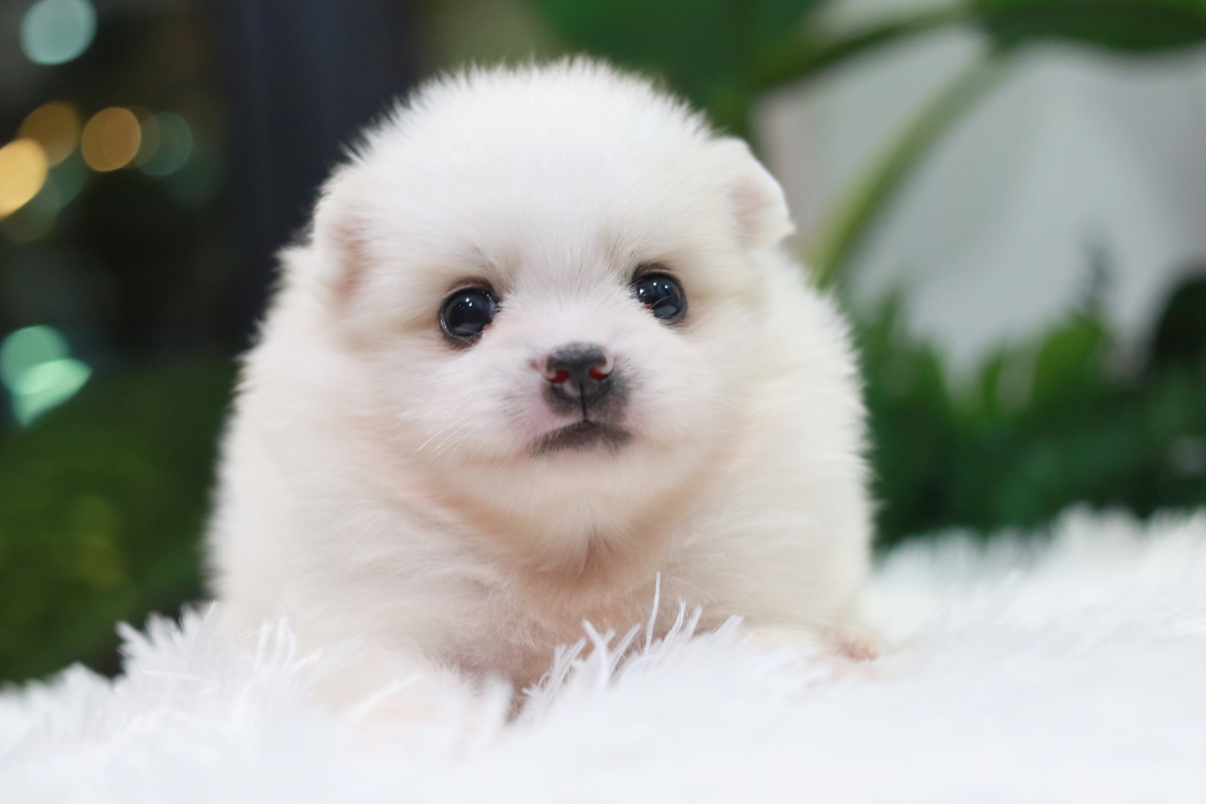 ปอมเมอเรเนียน เพศผู้ สีขาว