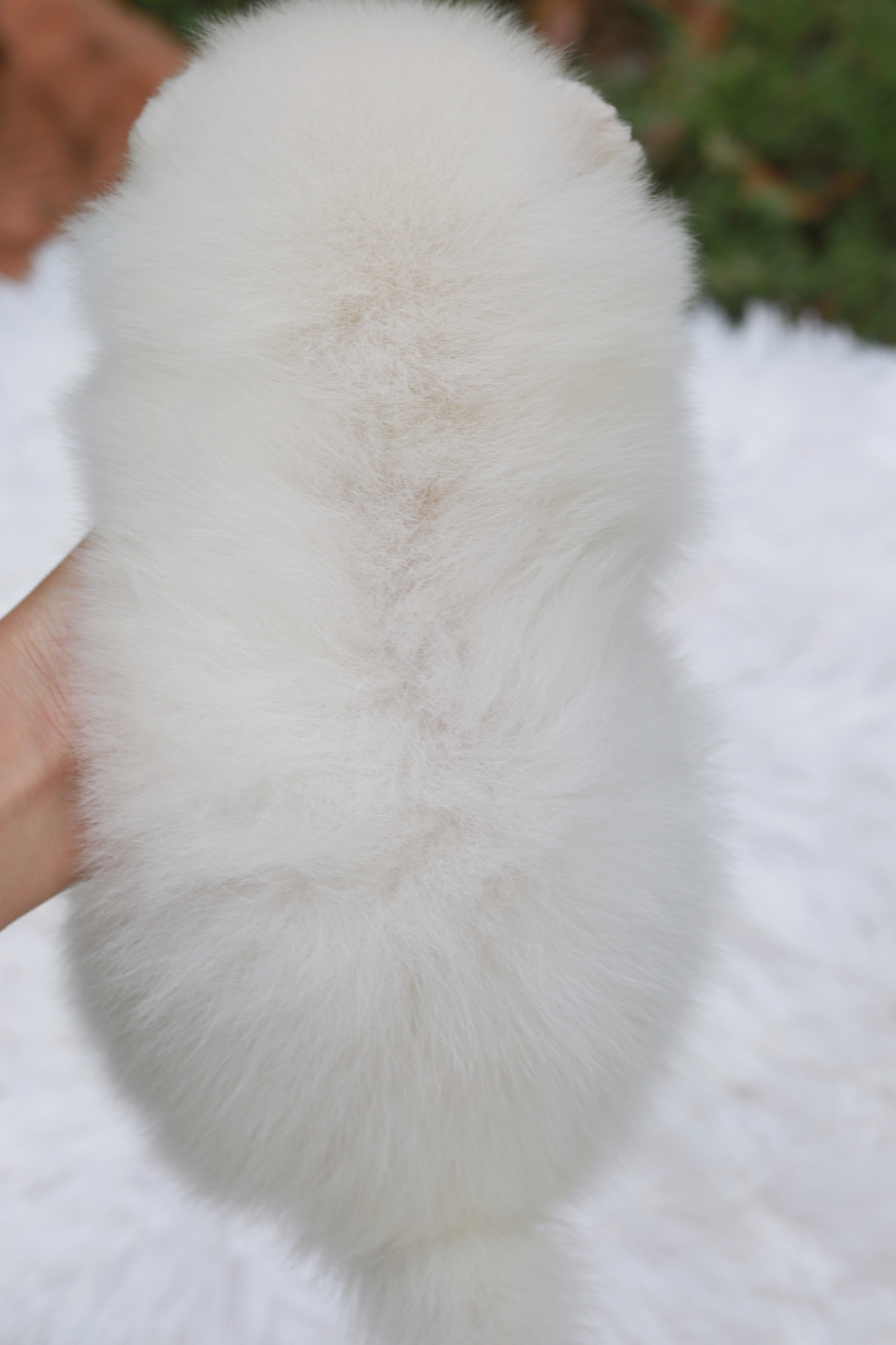 ปอมเมอเรเนียน เพศผู้ ขาวครีม