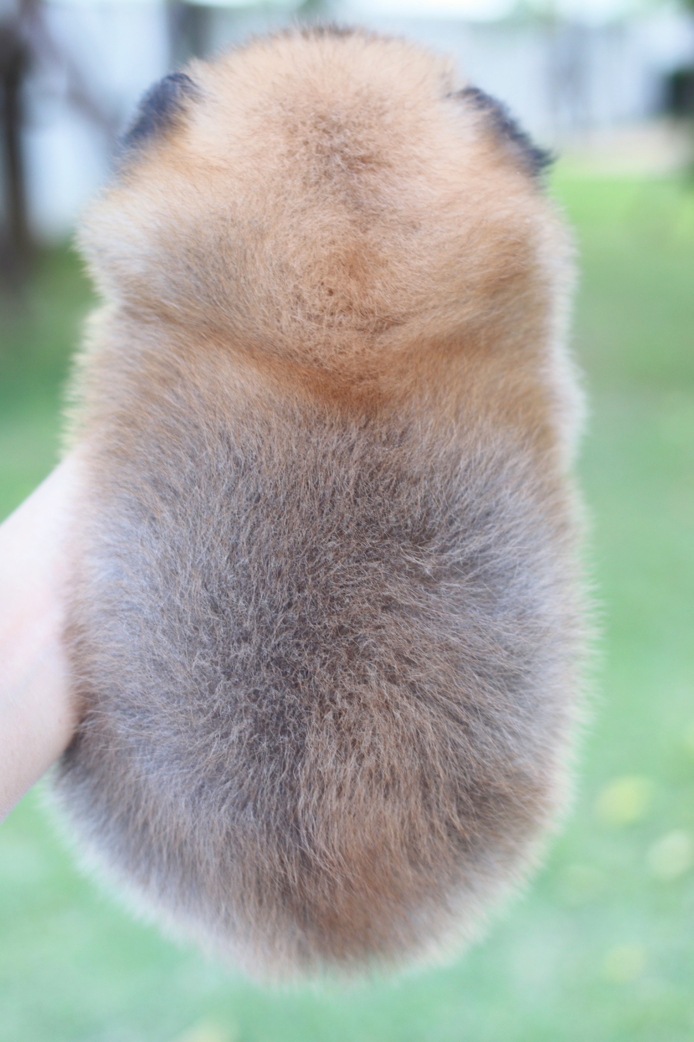 ปอมเมอเรเนียน เพศผู้สีส้ม