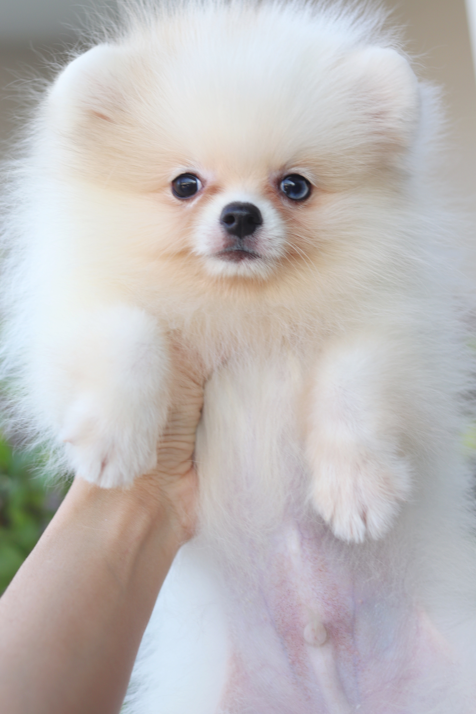 ปอมเมอเรเนียน เพศผู้สีแฟนซี