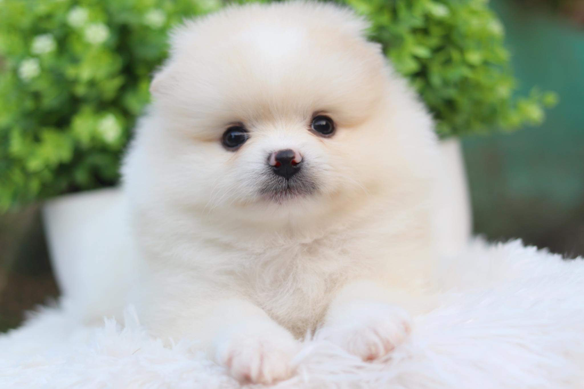 ปอมเมอเรเนียน เพศผู้