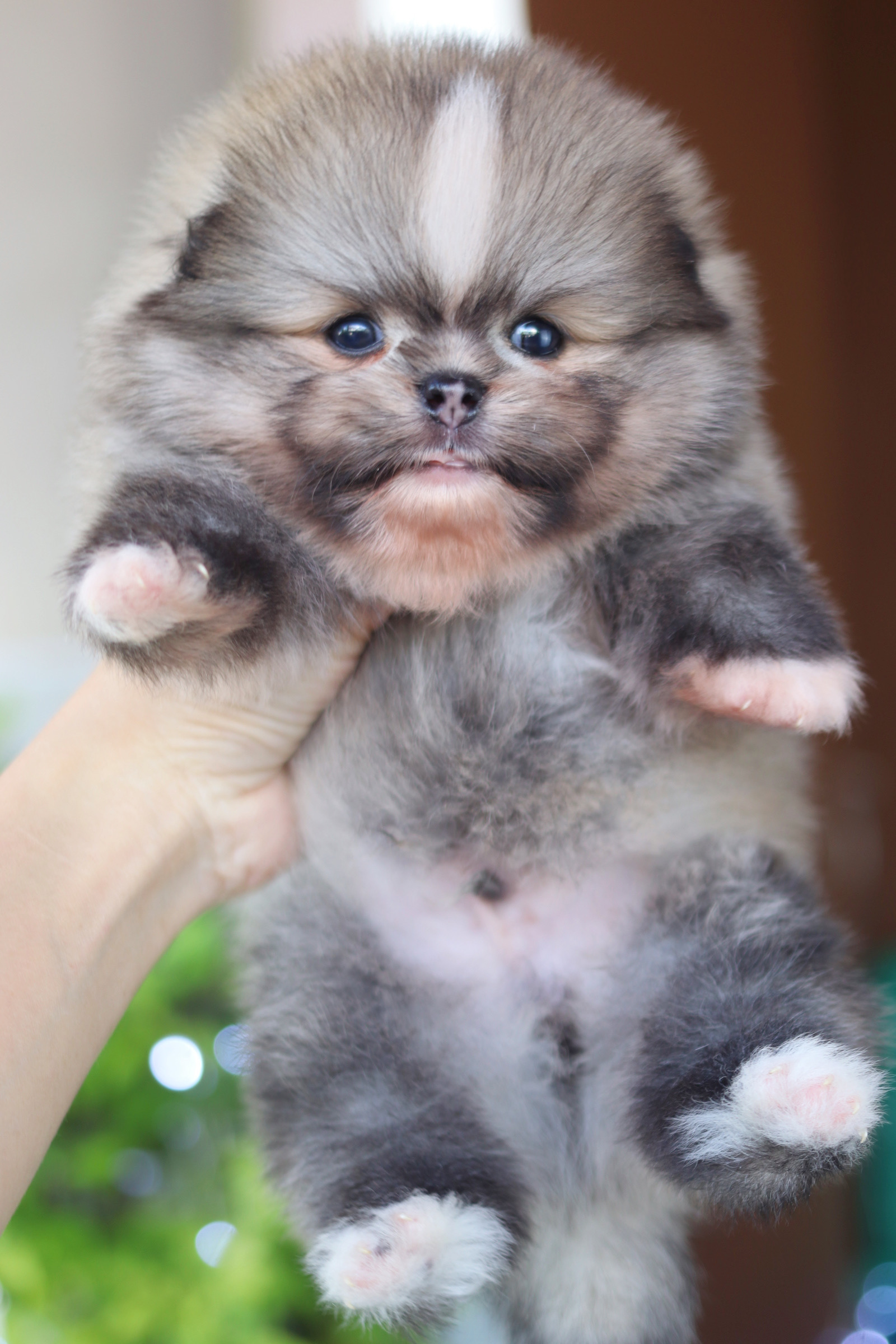 ปอมเมอเรเนียน เพศผู้สีส้มเซเบิ้ล