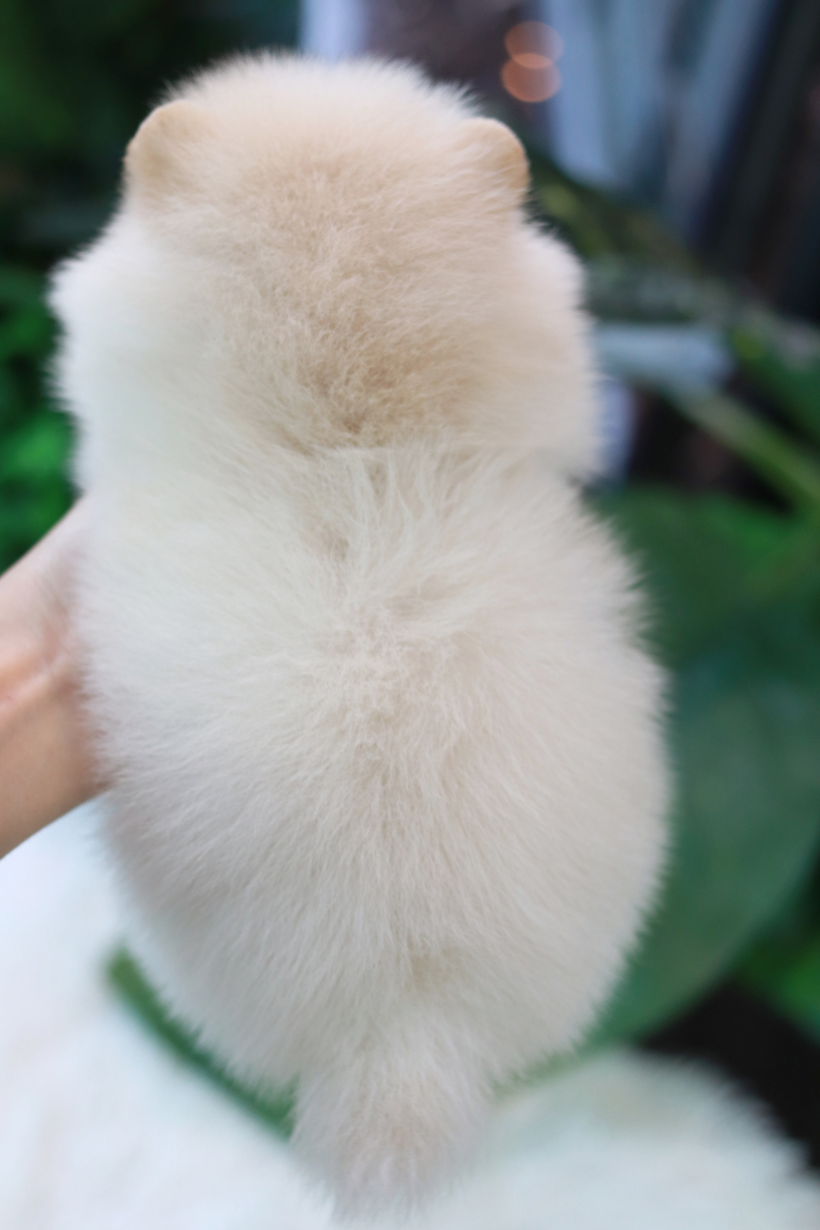 ปอมเมอเรเนียน เพศผู้ หน้าตุ๊กตา ขาวครีม