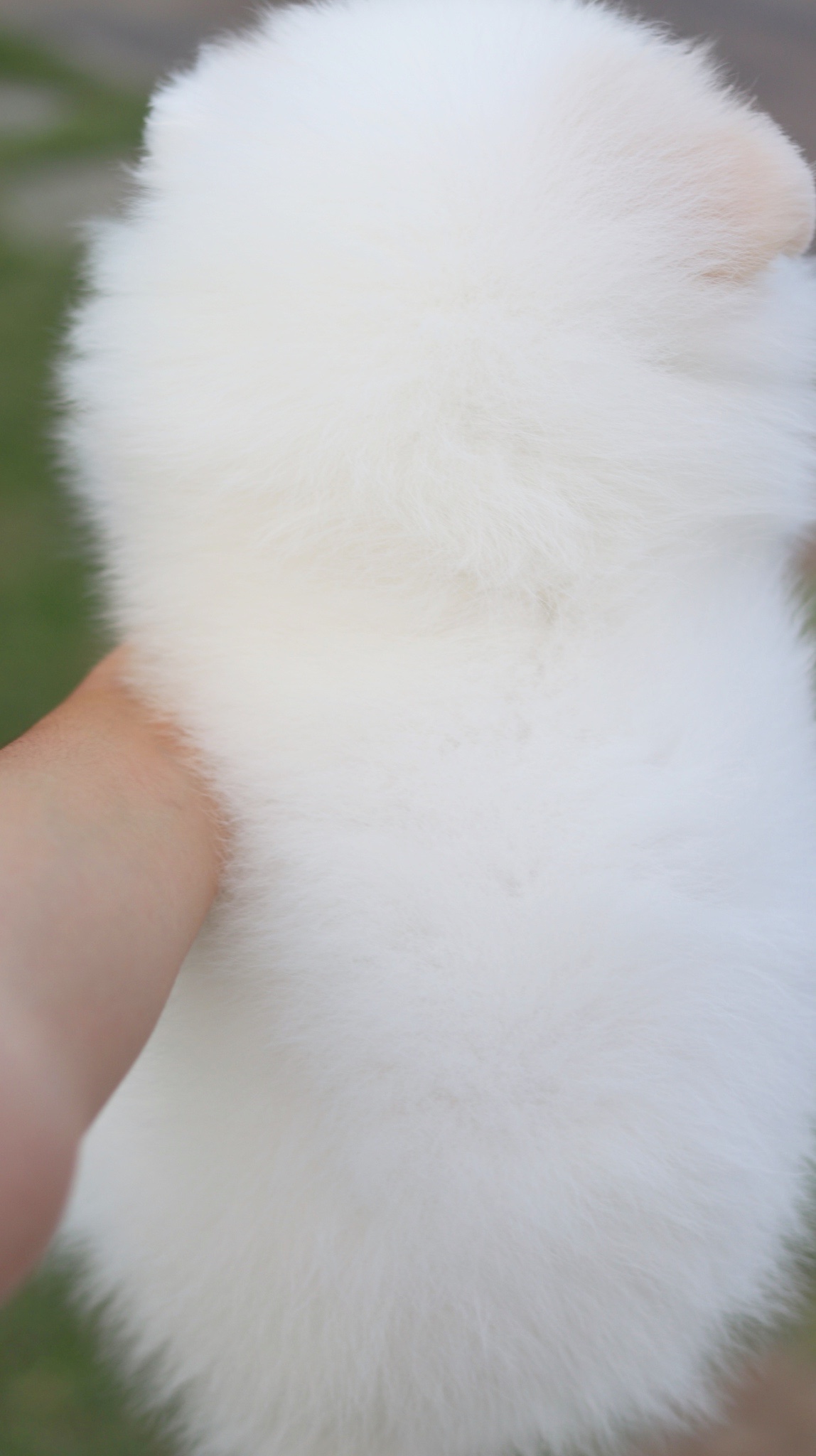 ปอมเมอเรเนียน เพศเมียสีขาวครีม