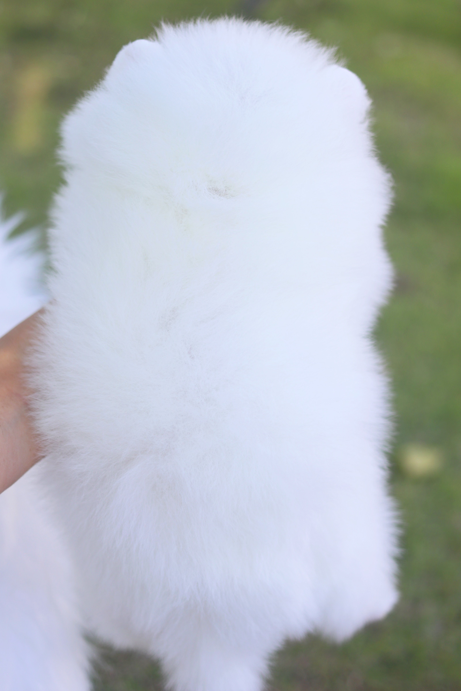 ปอมเมอเรเนียน เพศผู้ สีขาวครีม