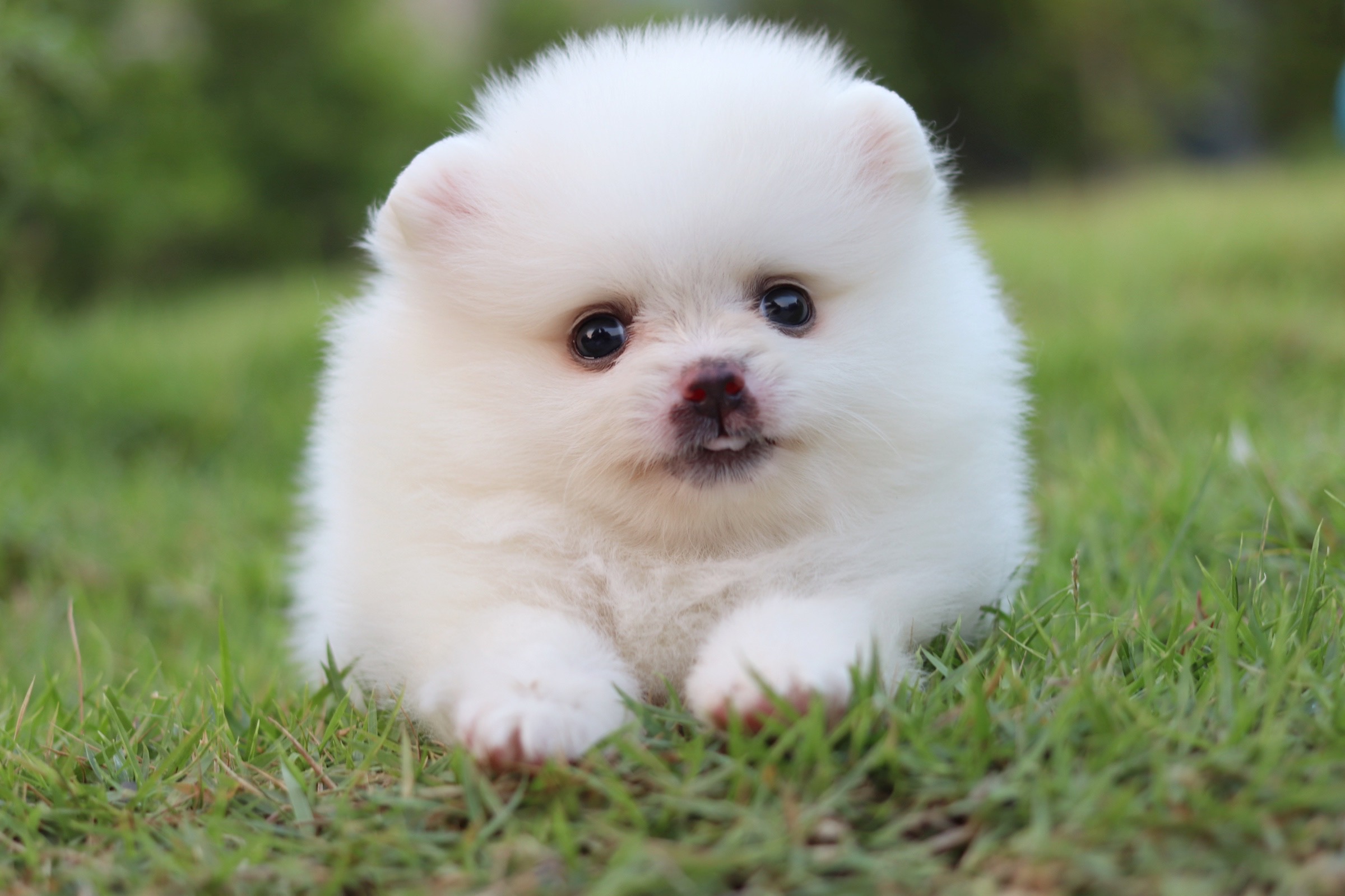 ปอมเมอเรเนียน เพศผู้ สีขาวครีม