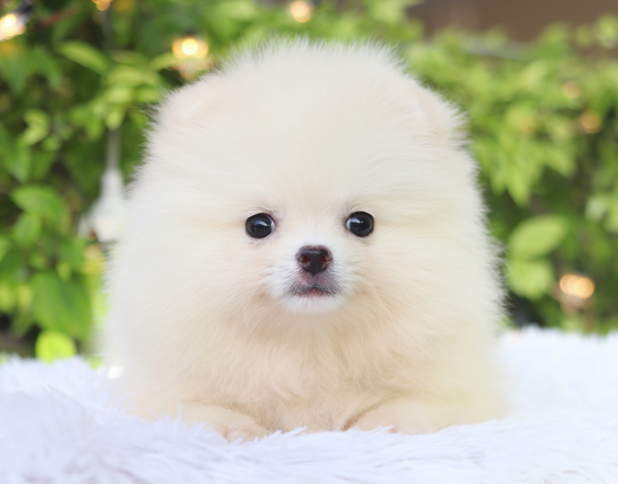 ปอมเมอเรเนียน เพศเมียสีขาวครีม