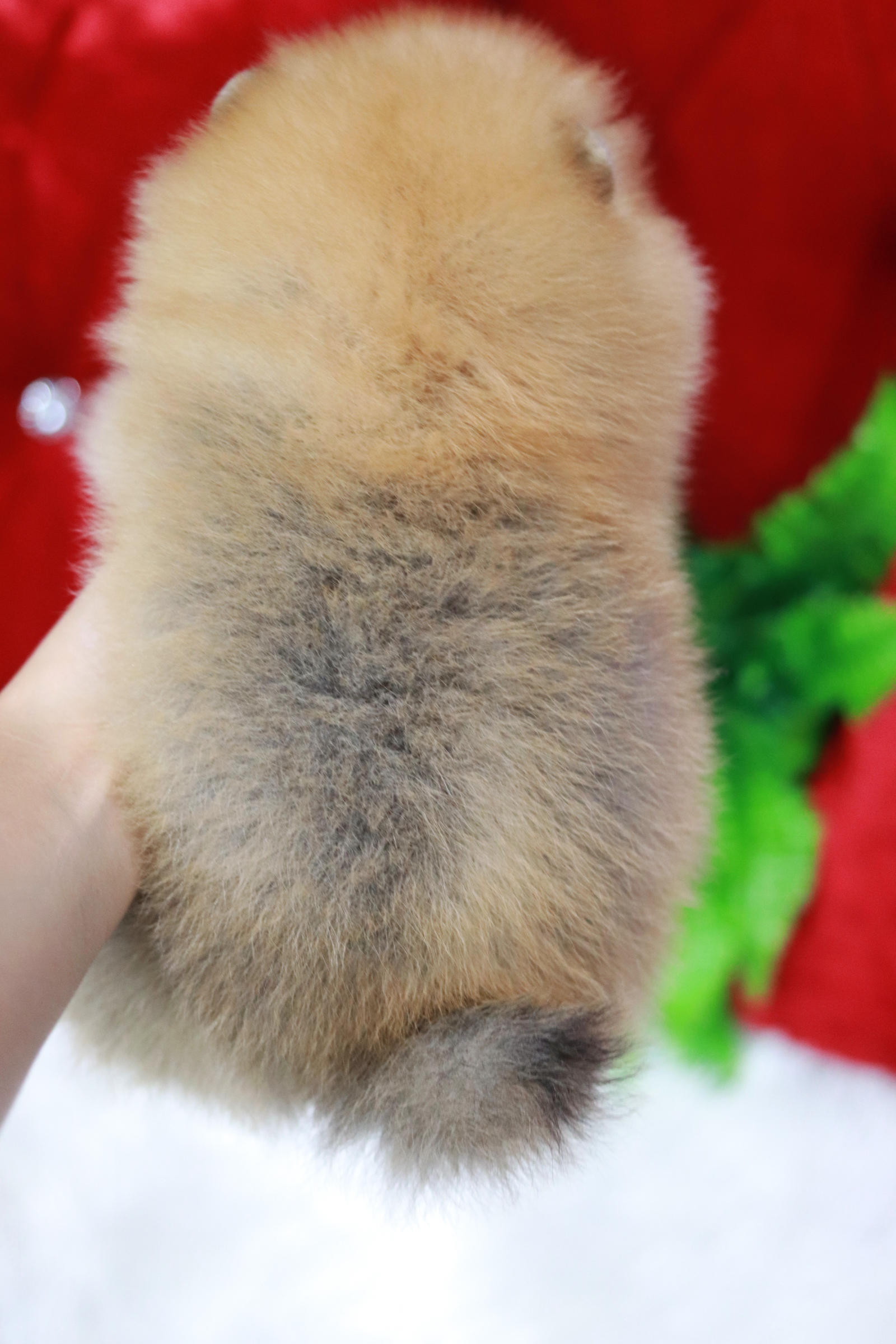 ปอมเมอเรเนียน เพศเมียสีส้ม หน้าตุ๊กตา