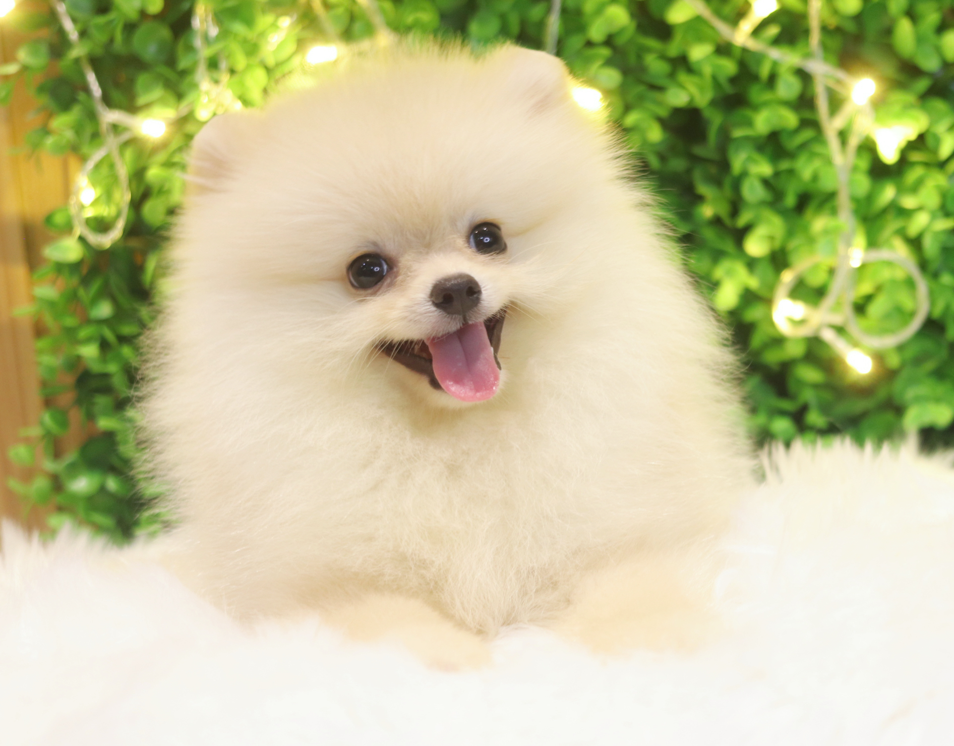 ปอมเมอเรเนียน เพศเมียสีครีม