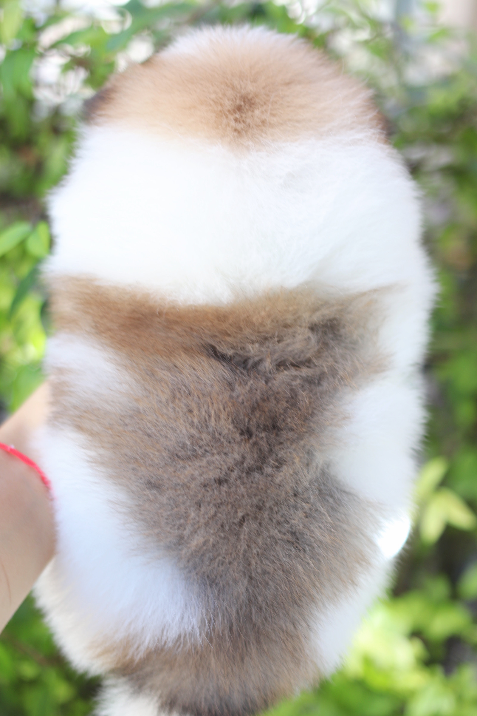 ปอมเมอเรเนียน เพศผู้สีแฟนซี