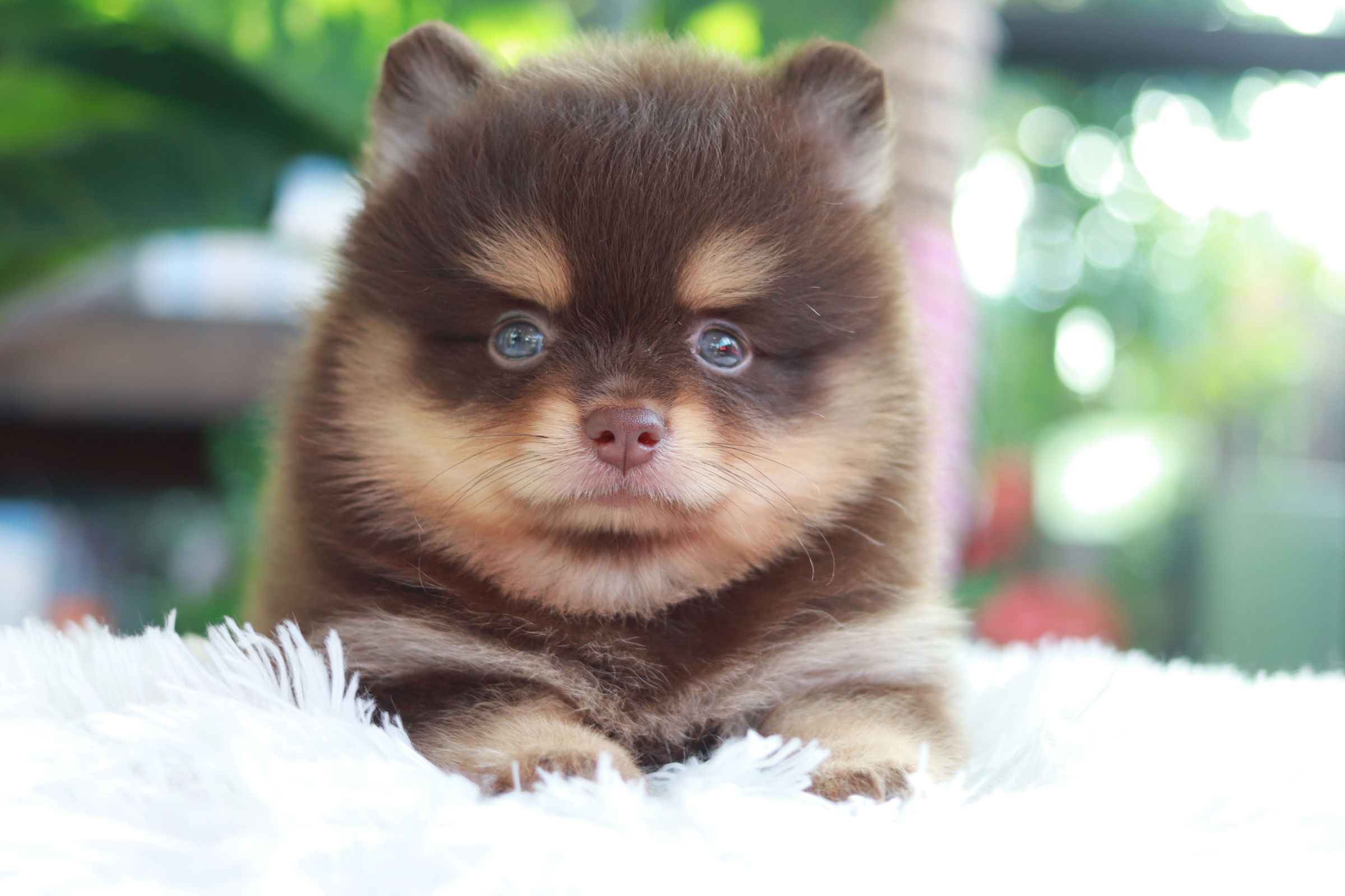 ปอมเมอเรเนียน เพศผู้ ช็อคแทน