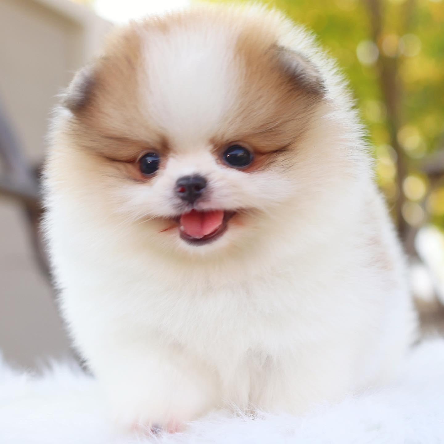 ปอมเมอเรเนียน เพศผู้สีแฟนซี