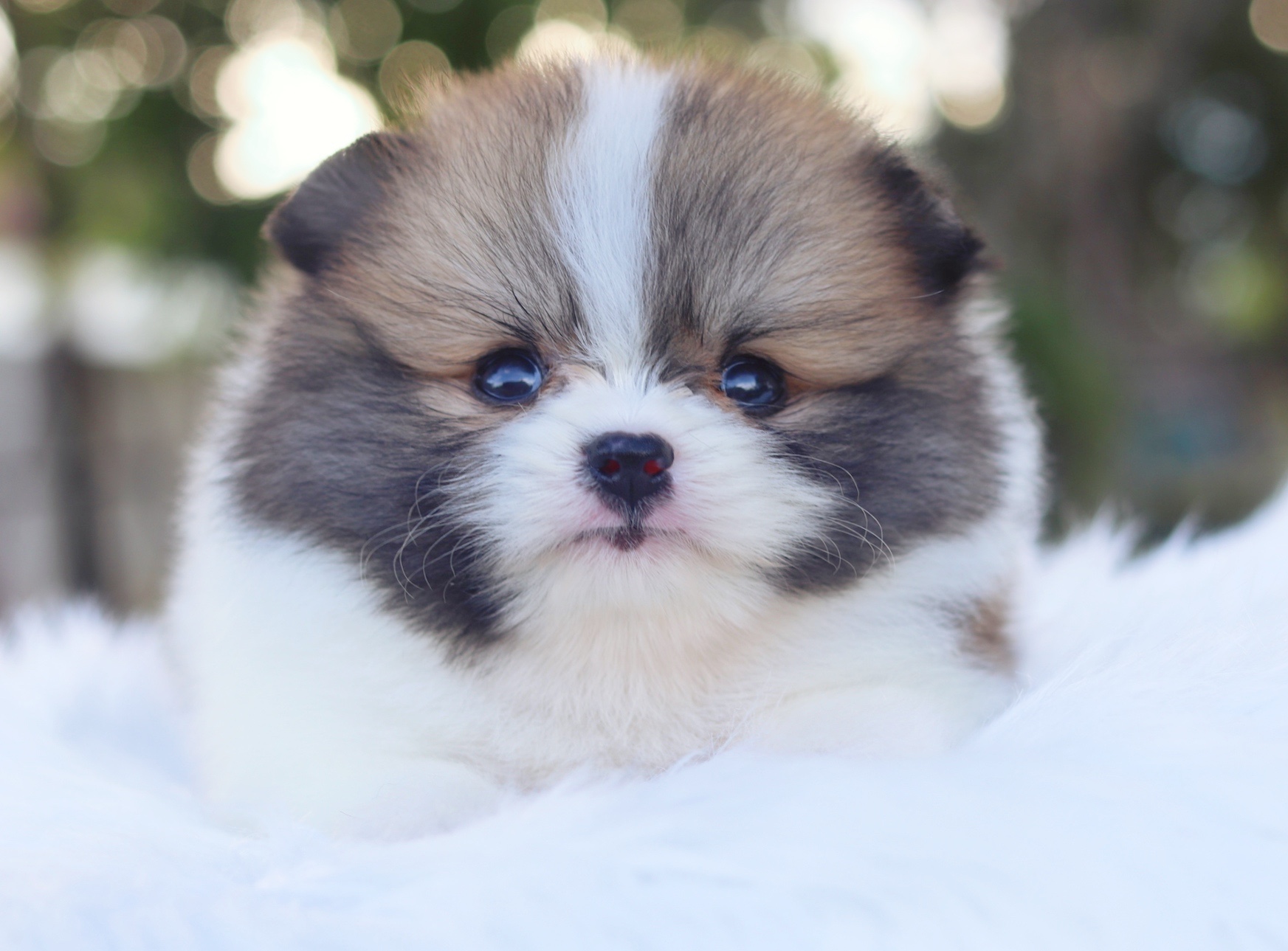 ปอมเมอเรเนียน เพศเมียสีแฟนซี