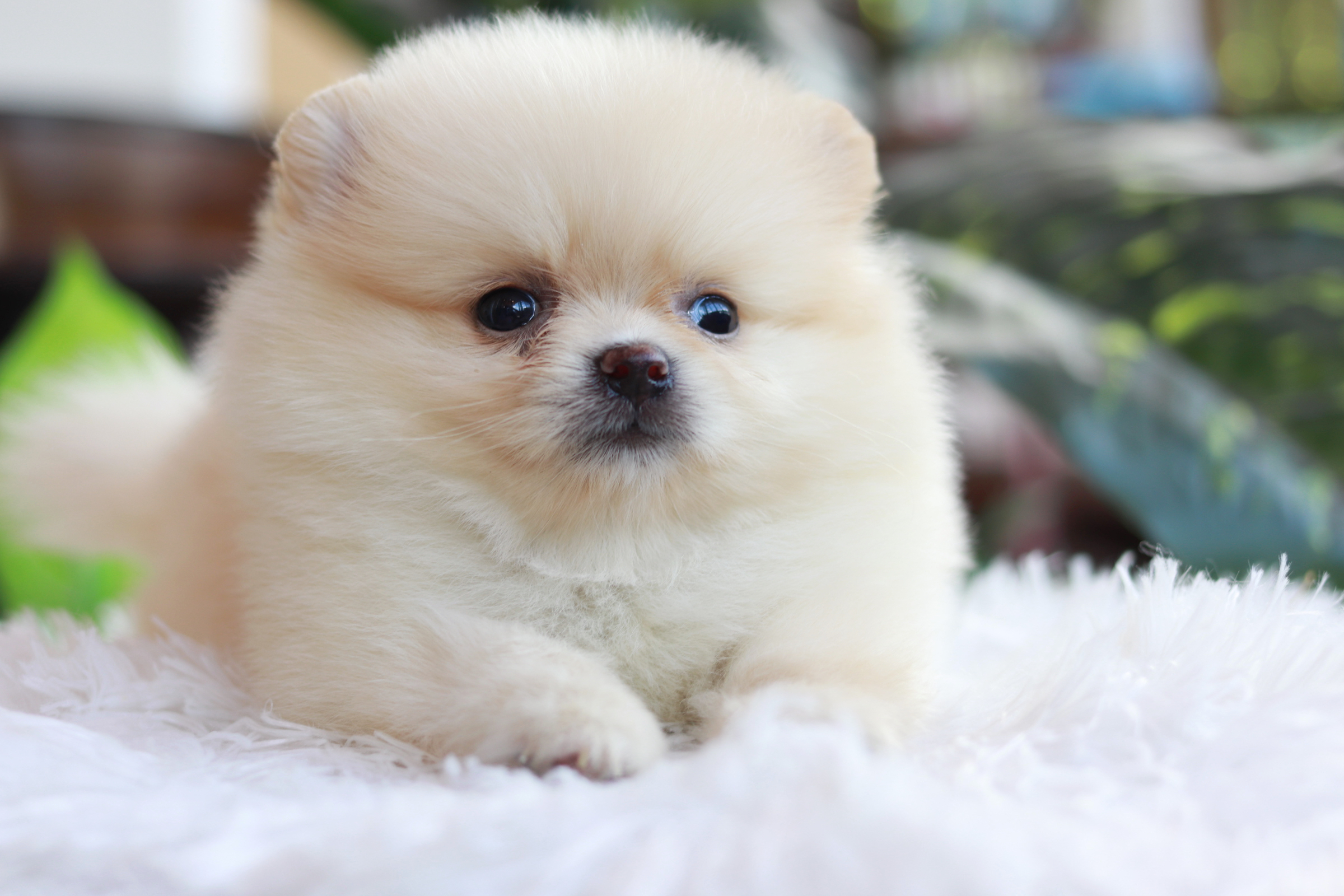 ปอมเมอเรเนียน เพศเมียสีครีม