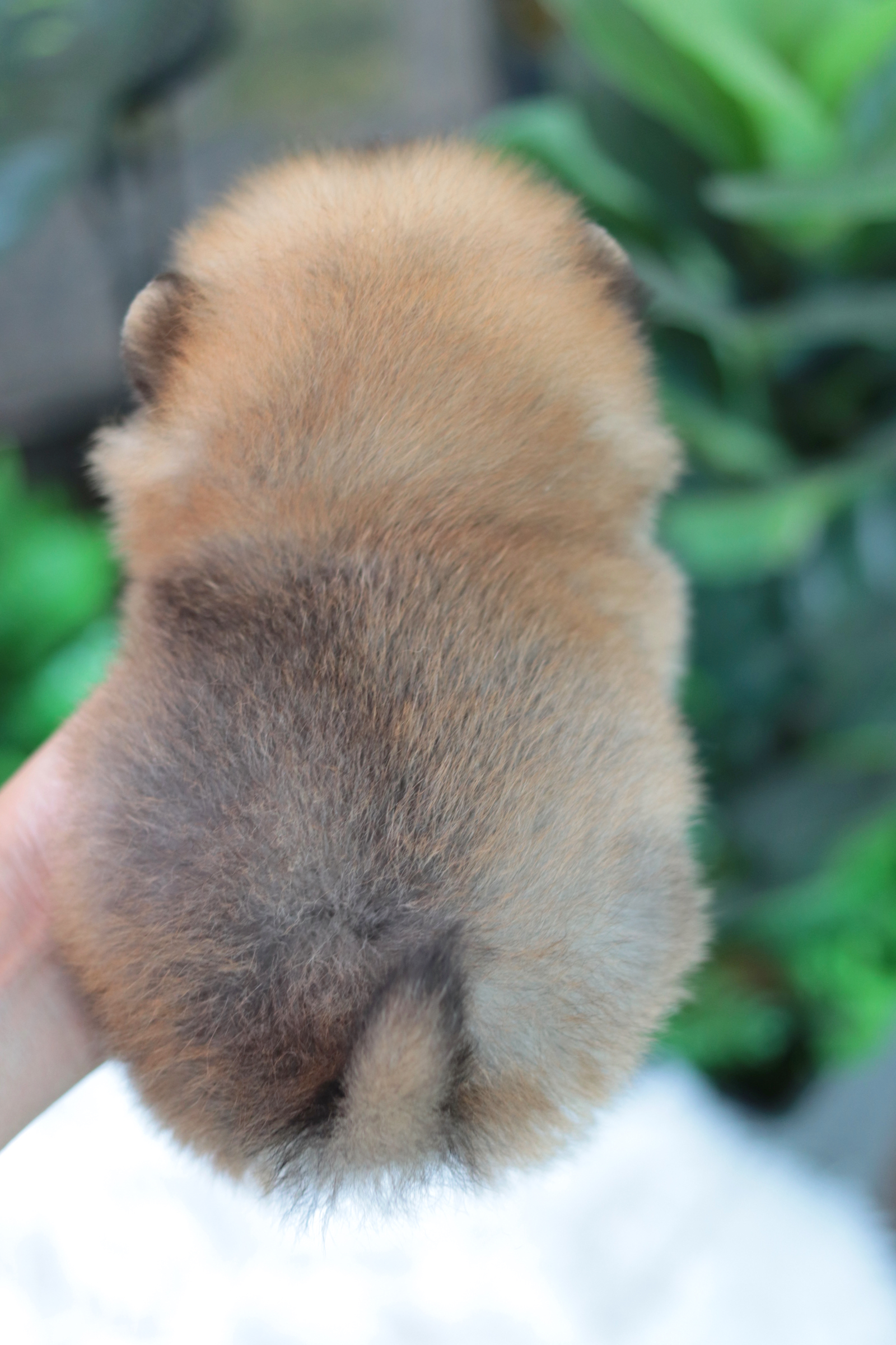 ปอมเมอเรเนียน เพศผู้ ทีคัพจิ๋วมากกกก