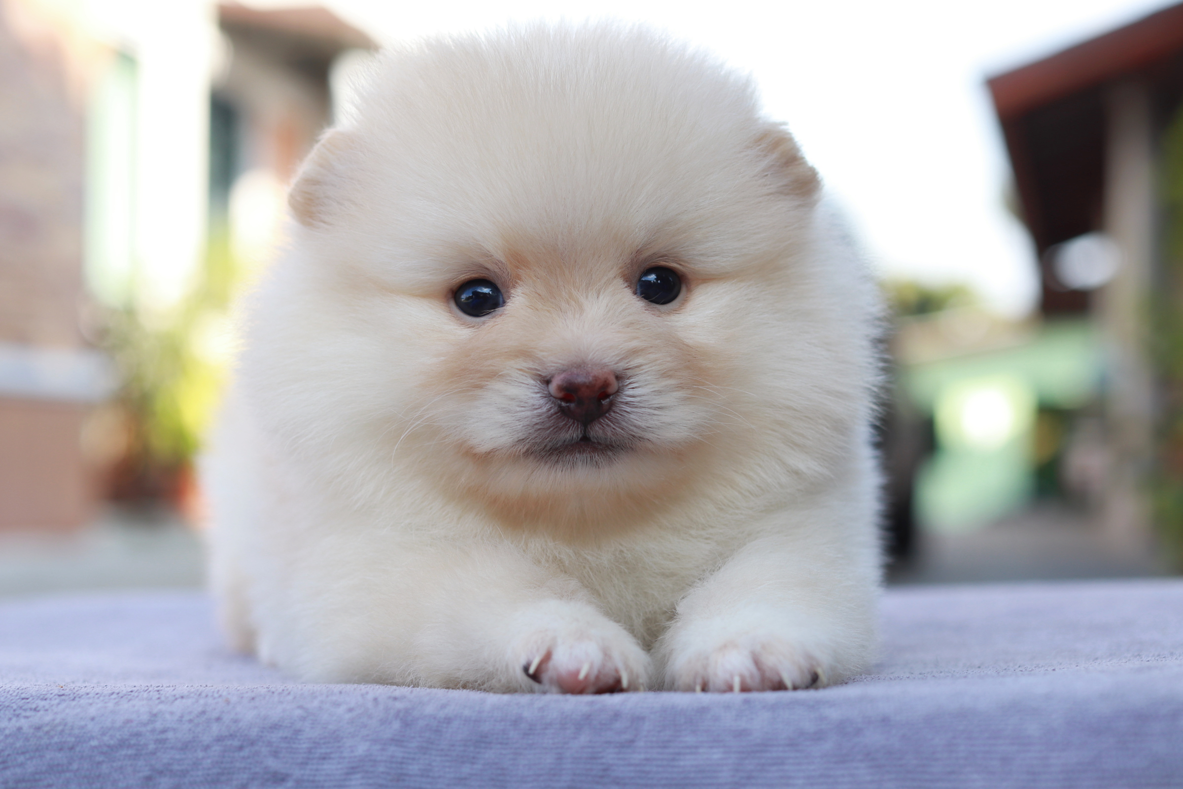 ปอมเมอเรเนียน เพศผู้