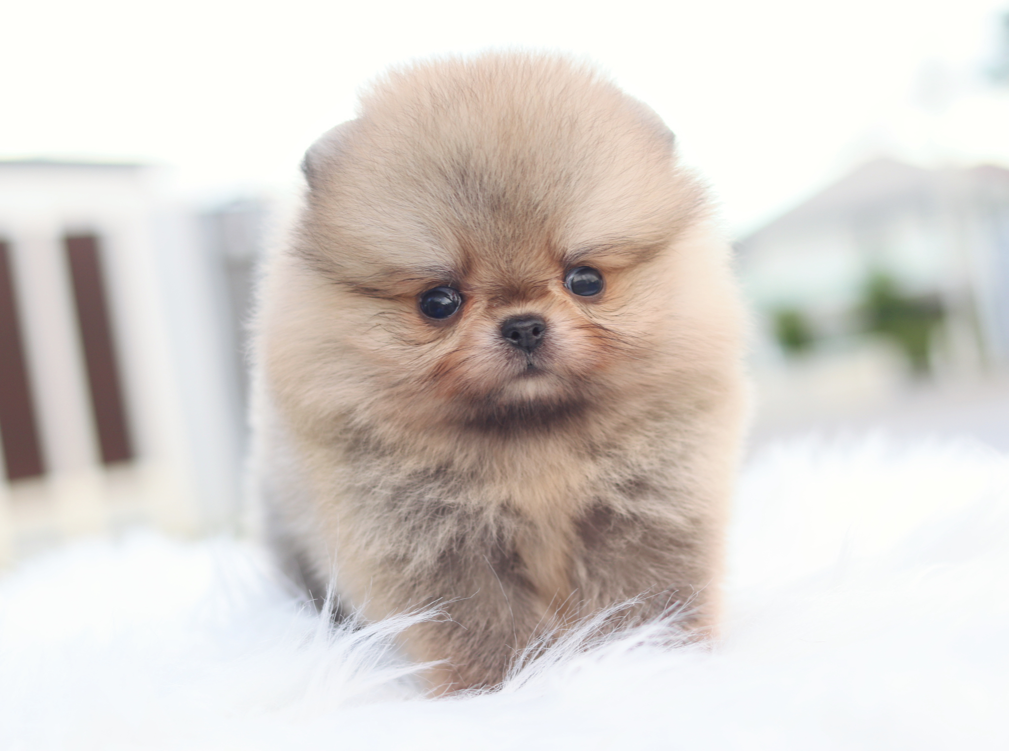 ปอมเมอเรเนียน เพศเมียสีส้มไซส์เล็ก