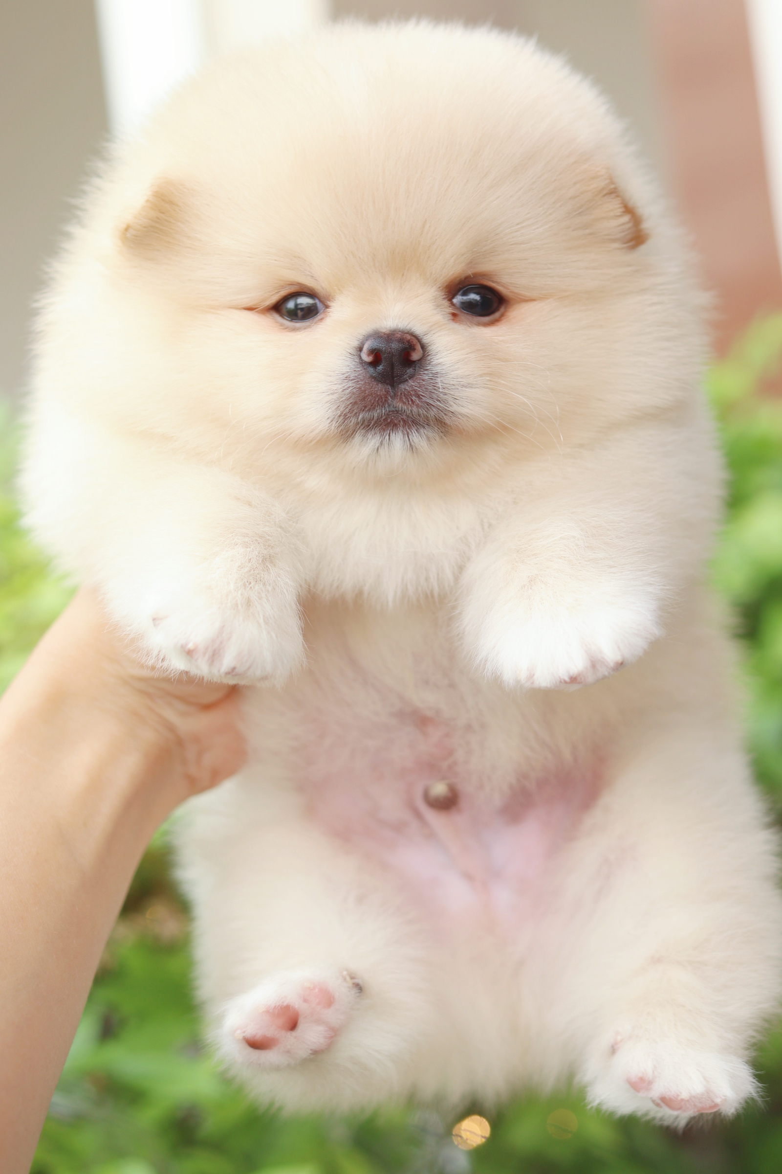 ปอมเมอเรเนียน เพศผู้สีครีม