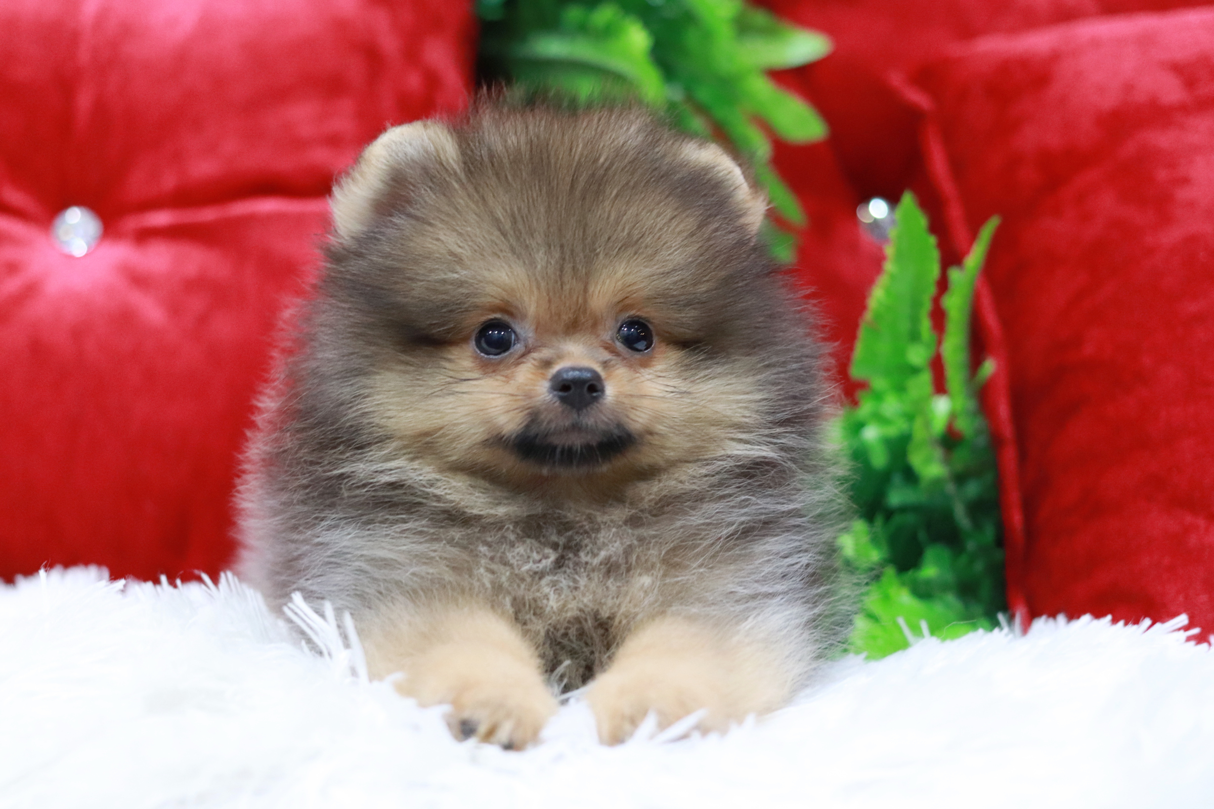 ปอมเมอเรเนียน เพศผู้ สีส้ม